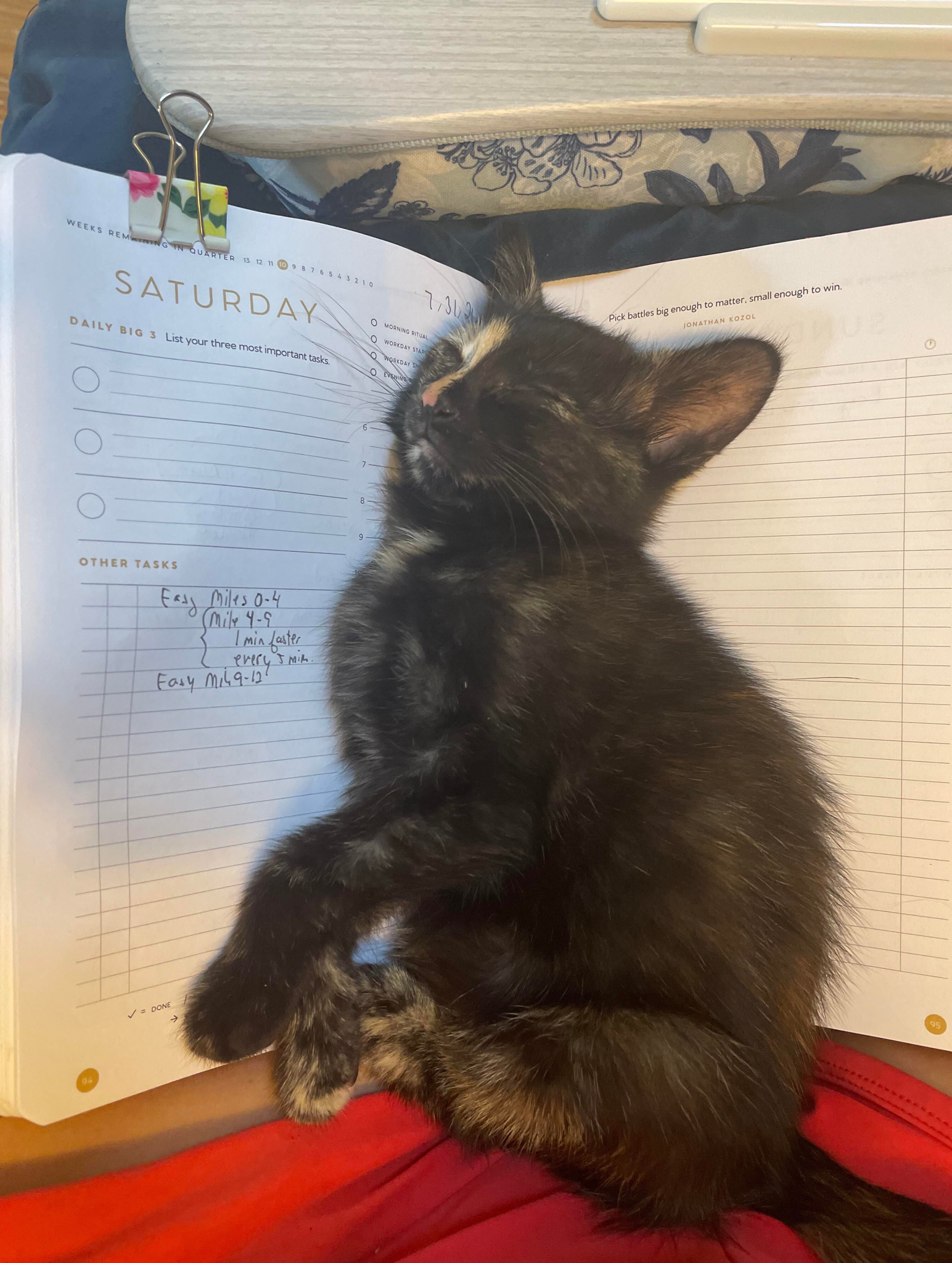 Illegally smol kitten in desperate need of an illegally cute name.