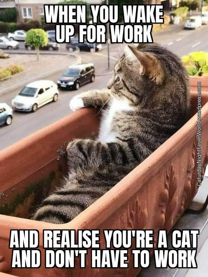 kitty has the good life watching cars