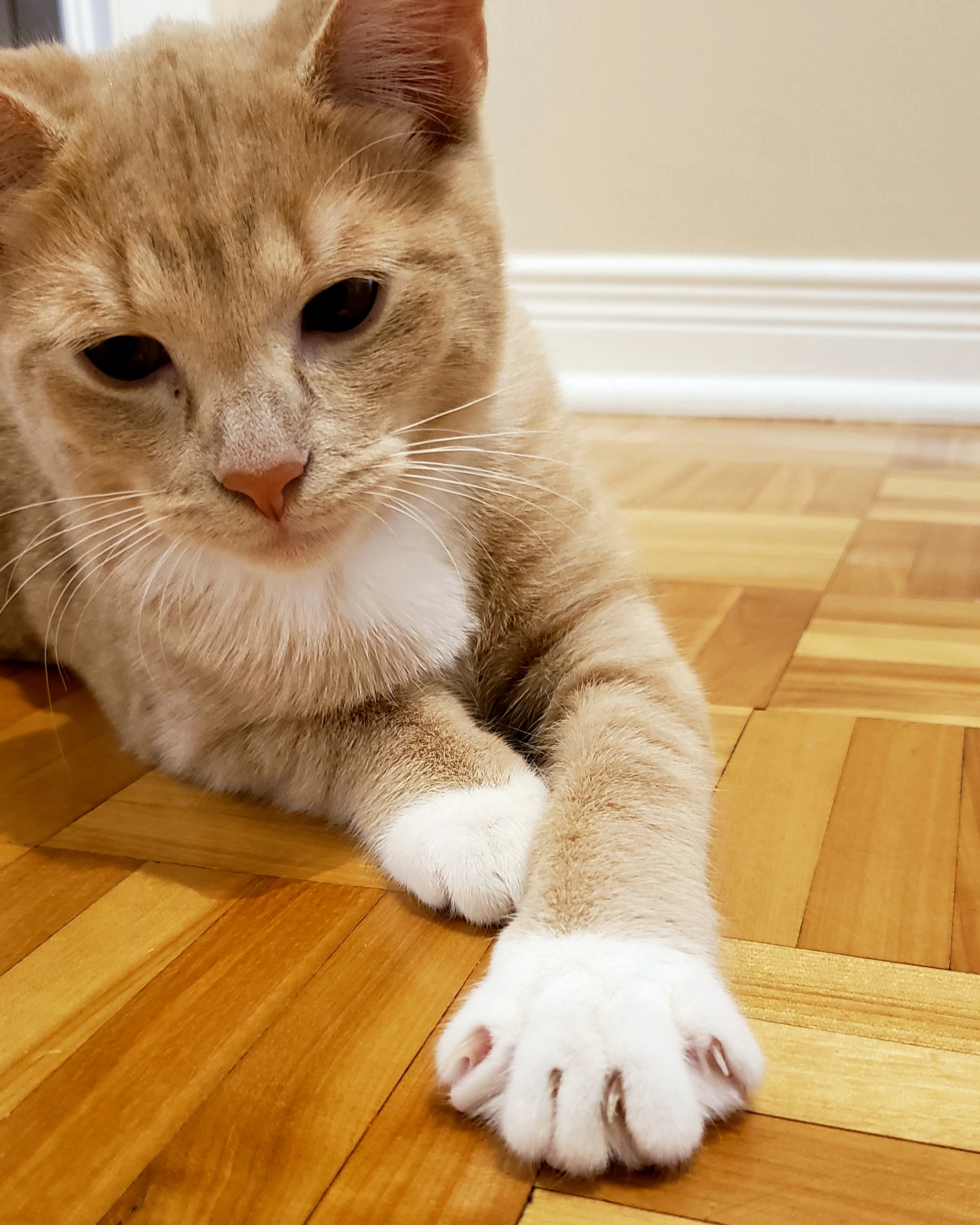 Queen Margot, this is imgur.