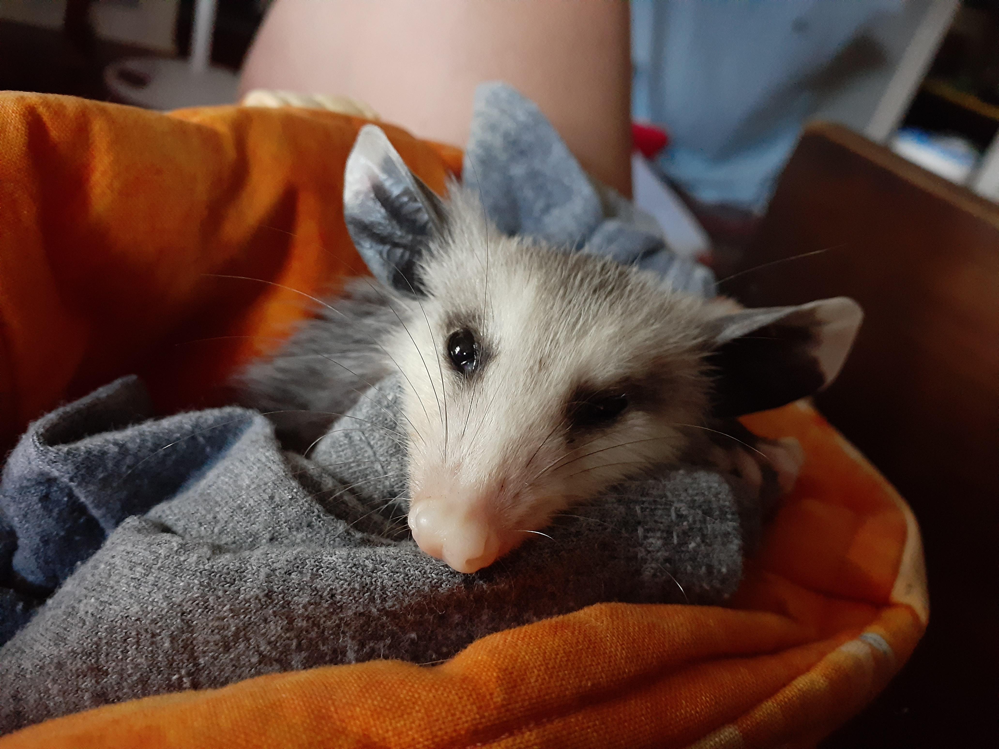 Imgur, meet Roland Orson Last Name Redacted.