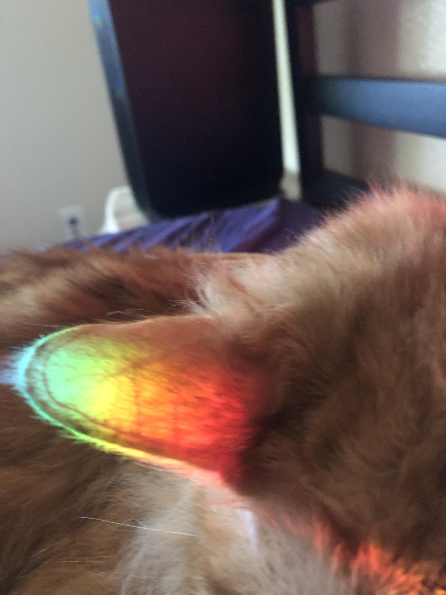 The way the light prism reflects thru my cats ear