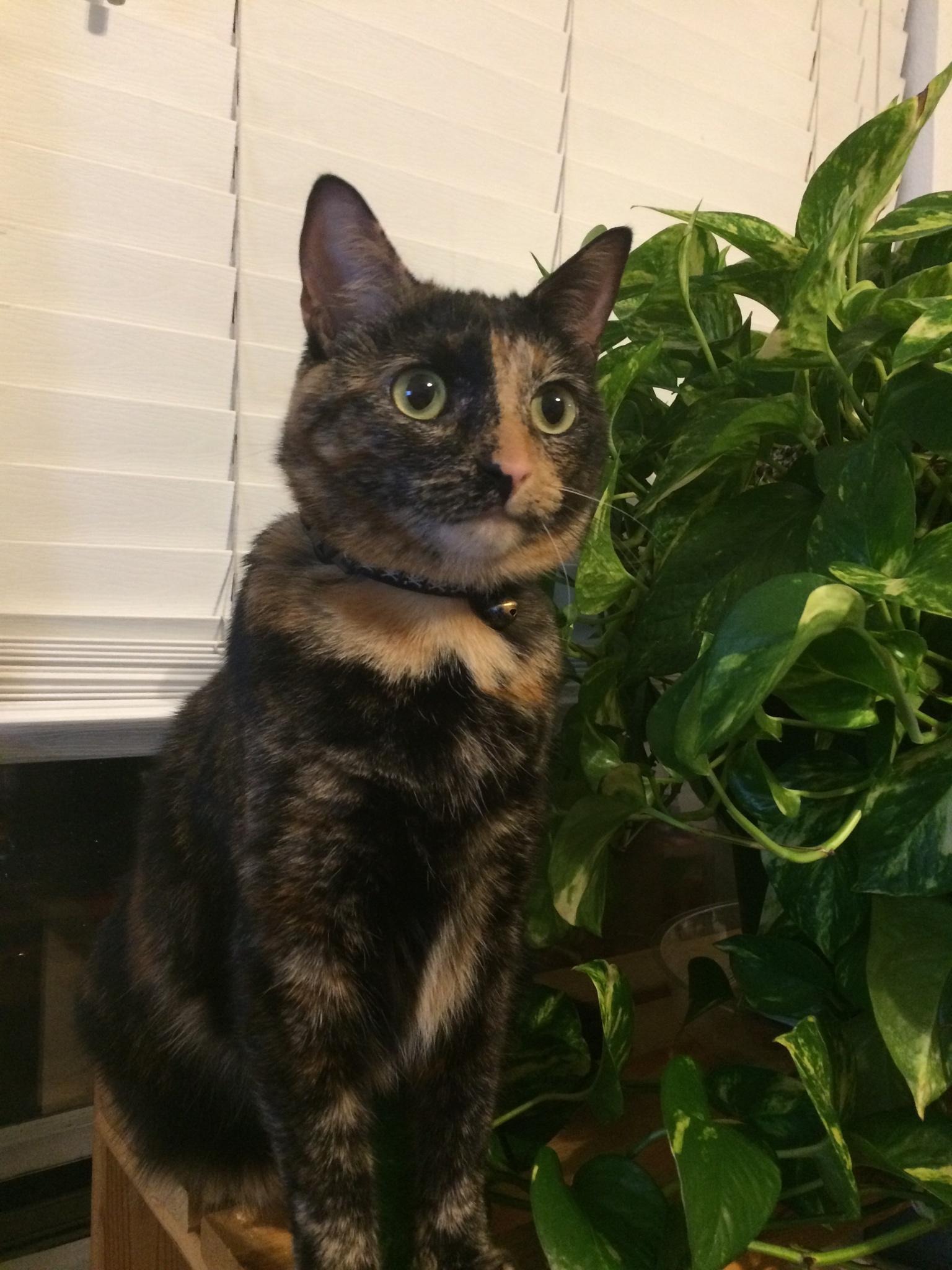 My cat crossed the Rainbow Bridge.