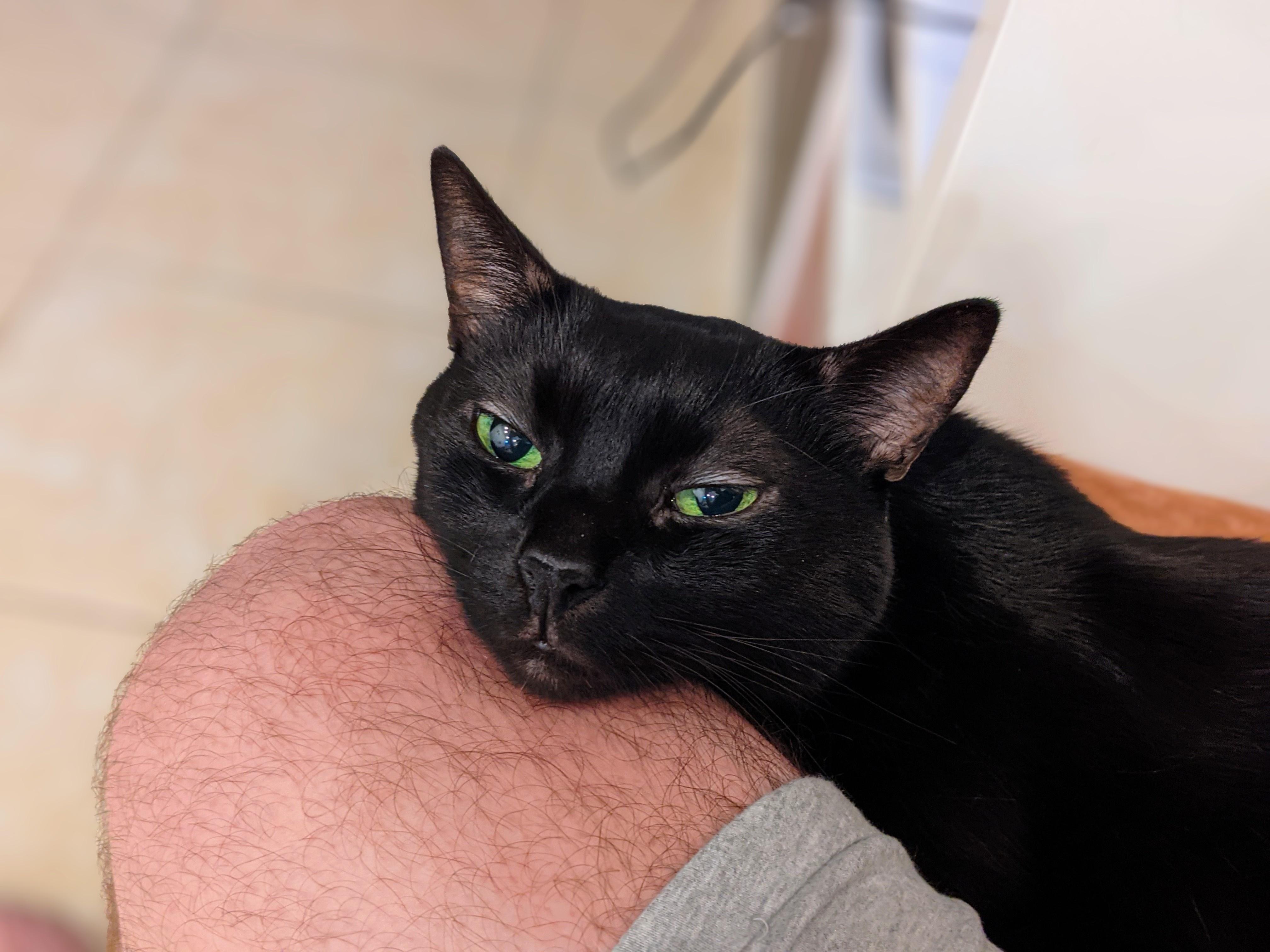 Apparently it's international cat day