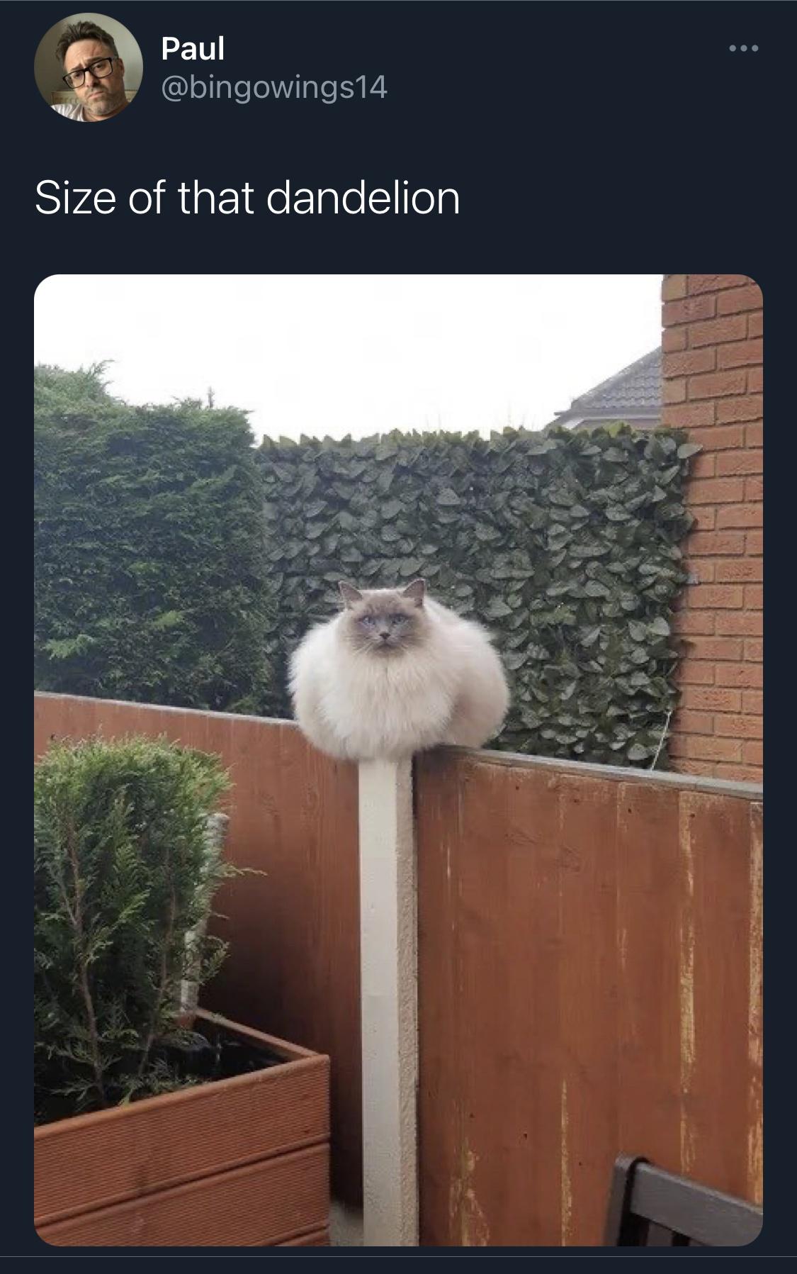 First dandelion of the season