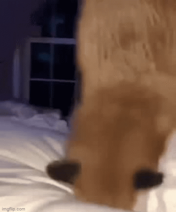 Fox thinks the bed is snow