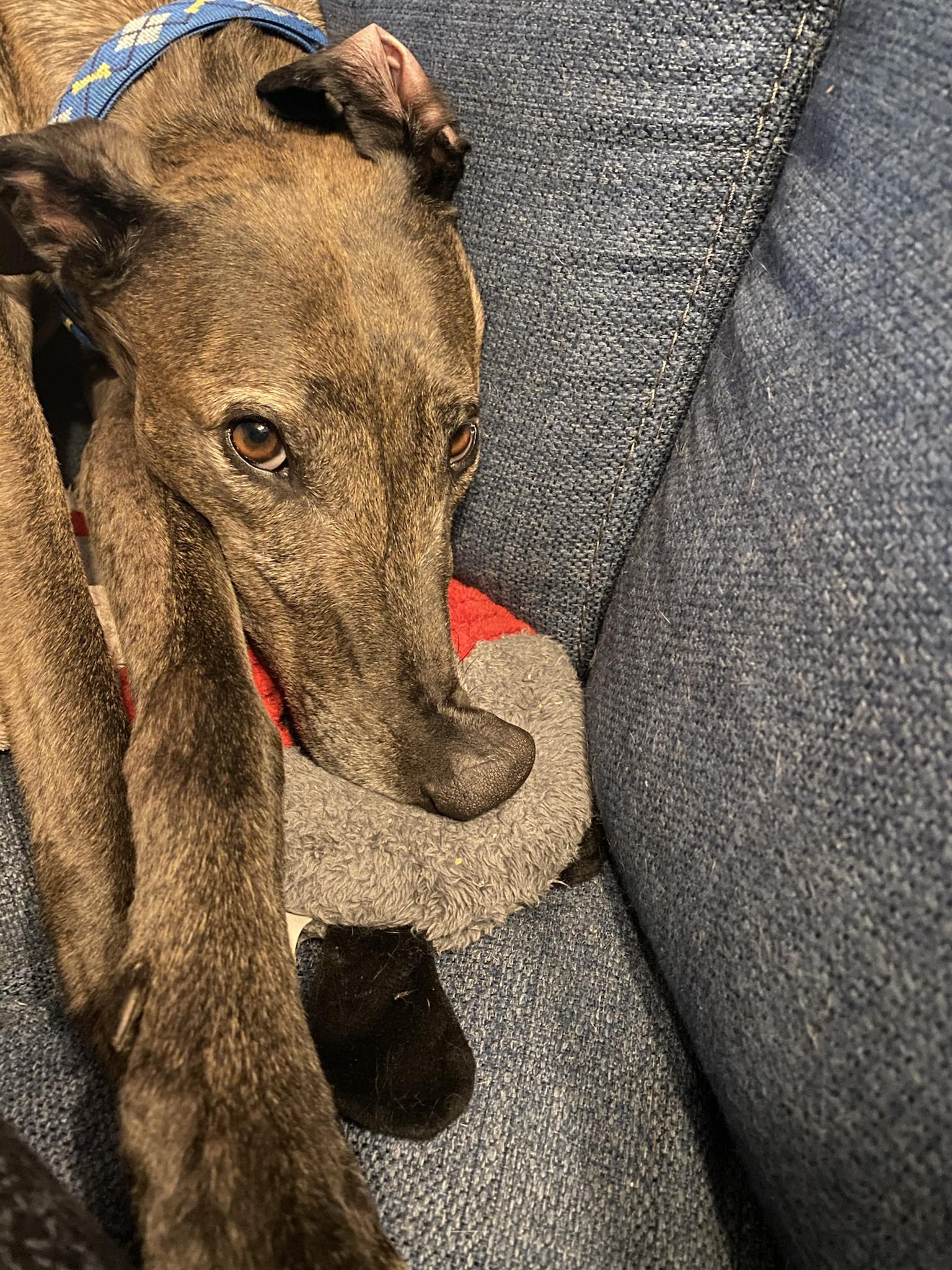 WTF Chuck dog! My happy boy