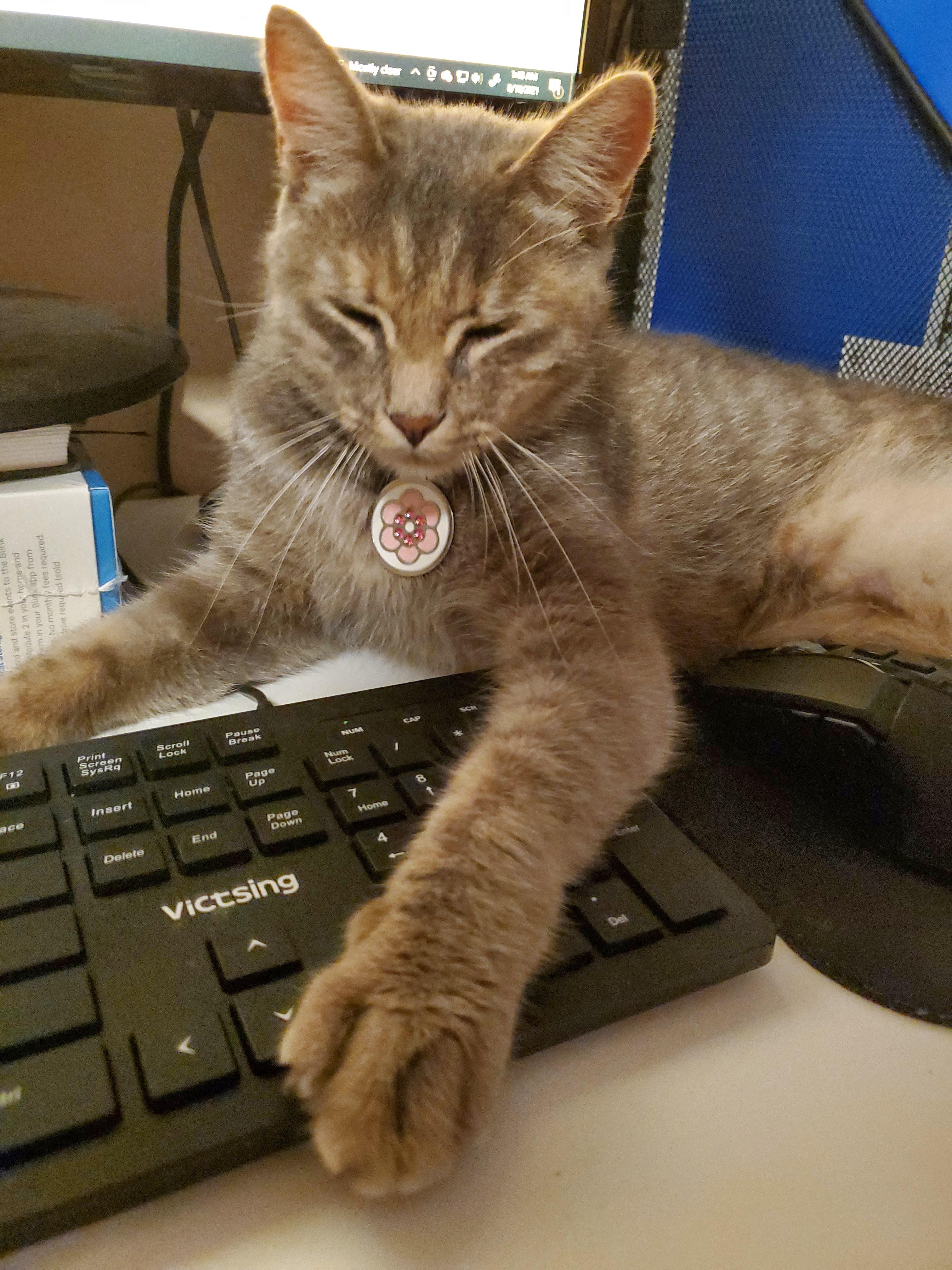 I present to you Comet!