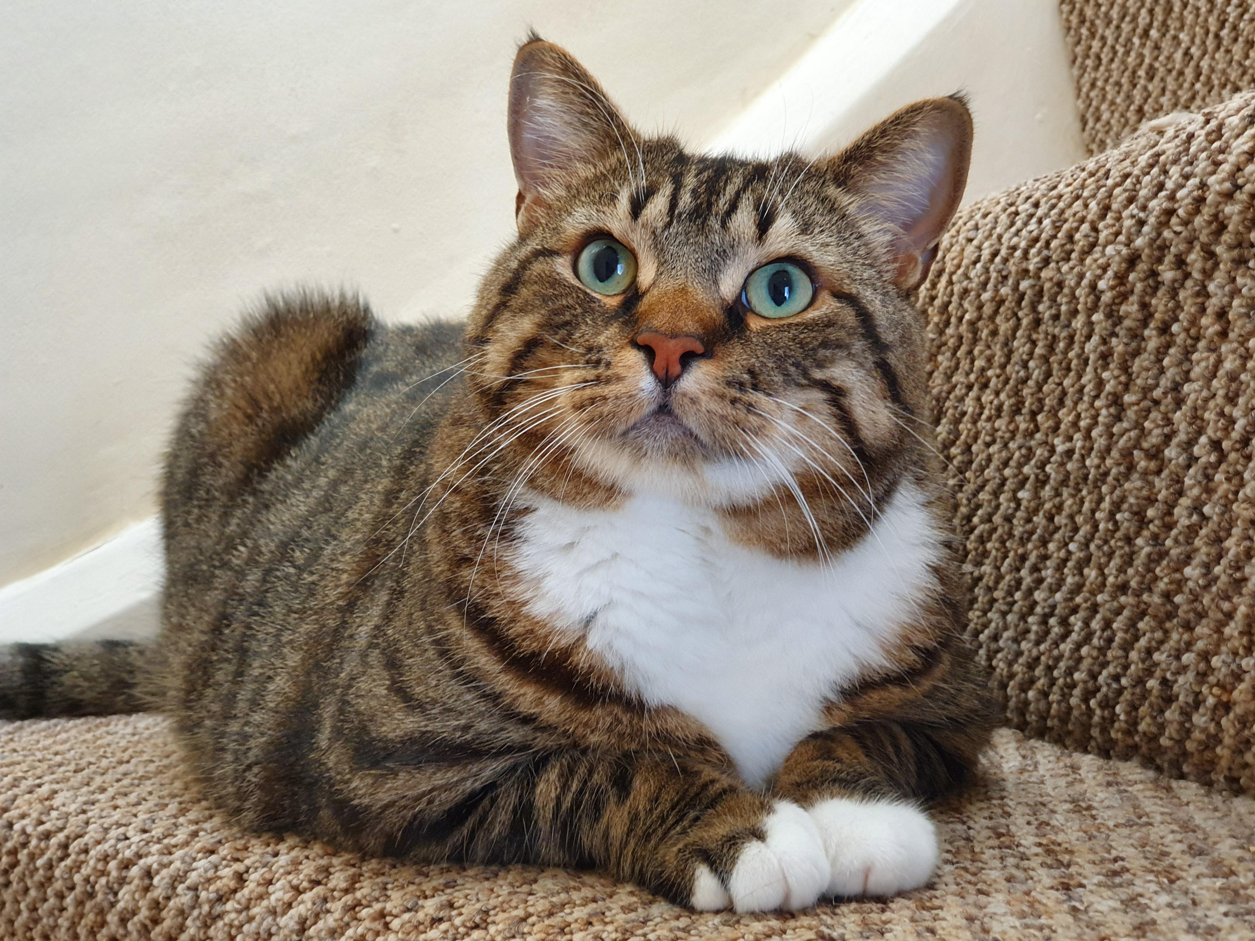 Nelson Would Like Your Attention