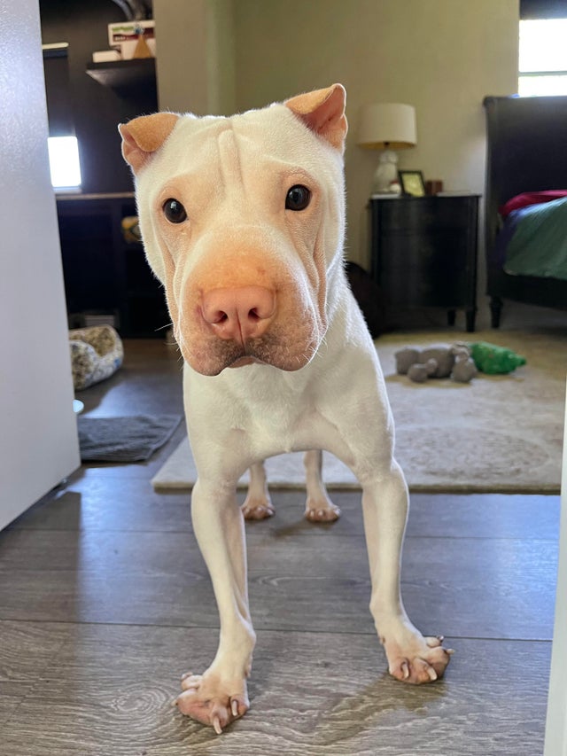 My FosDog has been with me for two days now and he STILL doesn&rsquo;t have a name. Help! Any suggestions ?