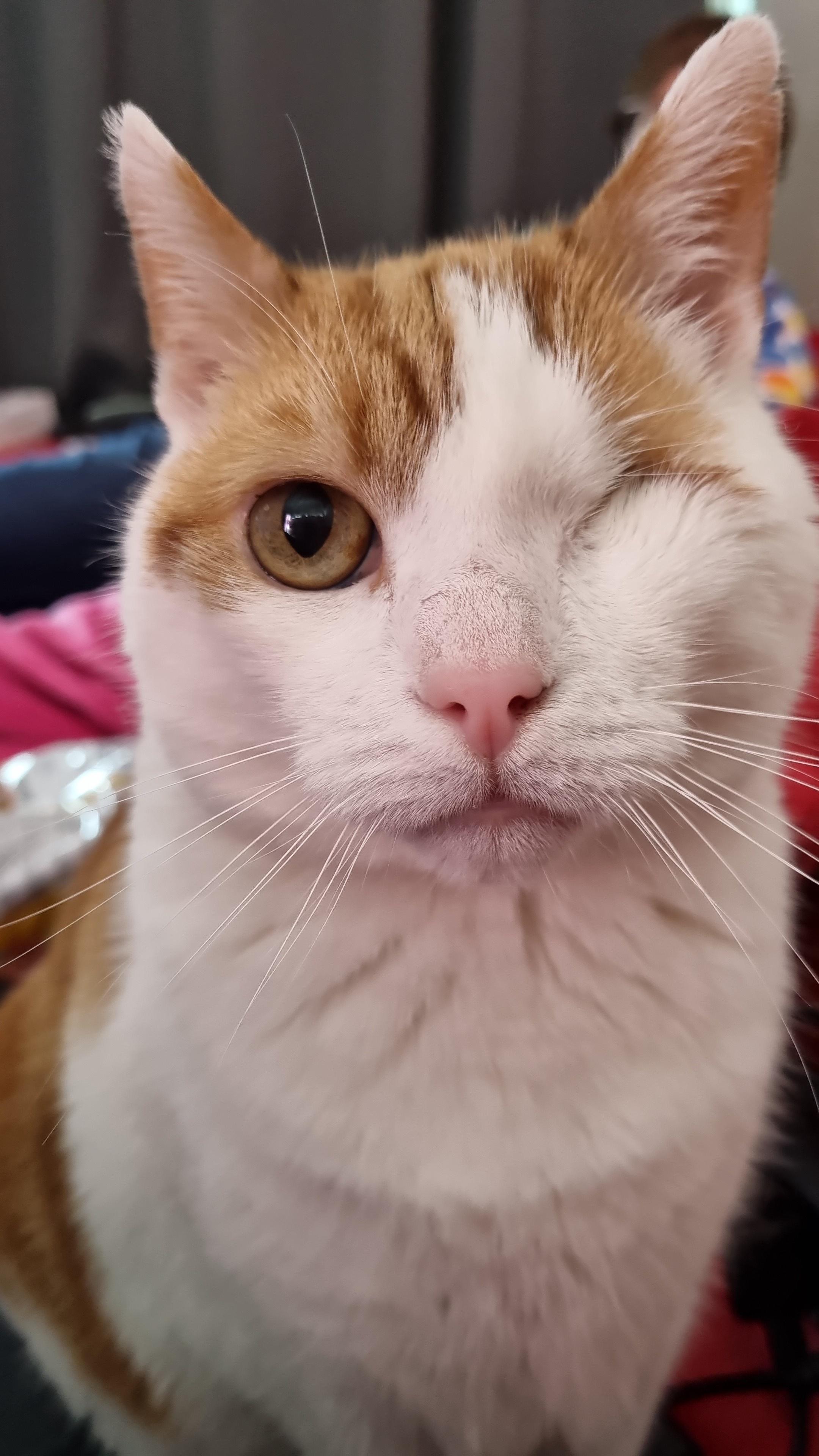 Tim, one eyed lovable fuzzy ball