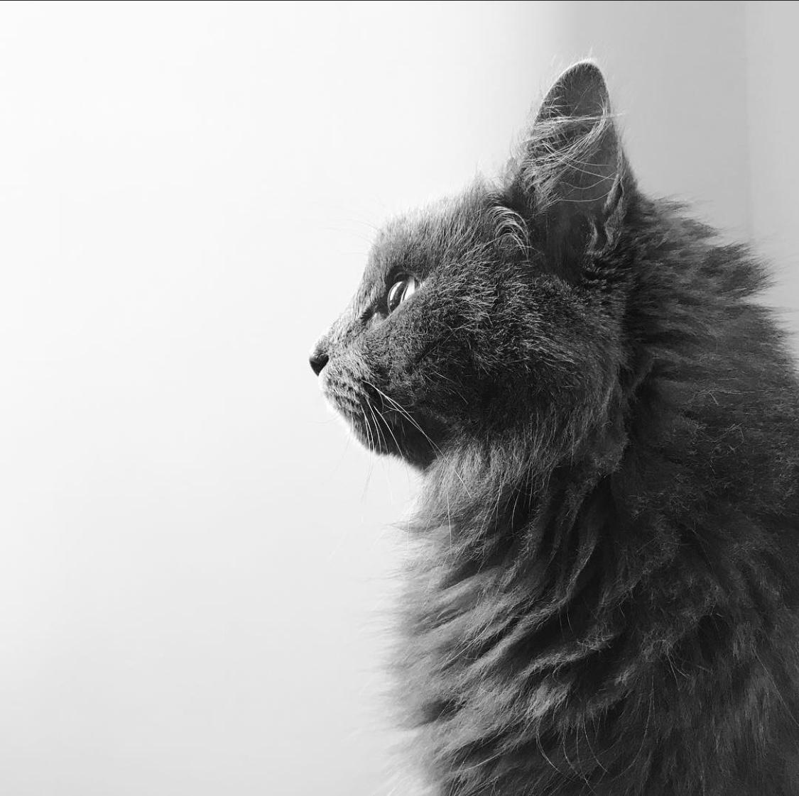 His name was Jones. We lost you too soon to FIP.