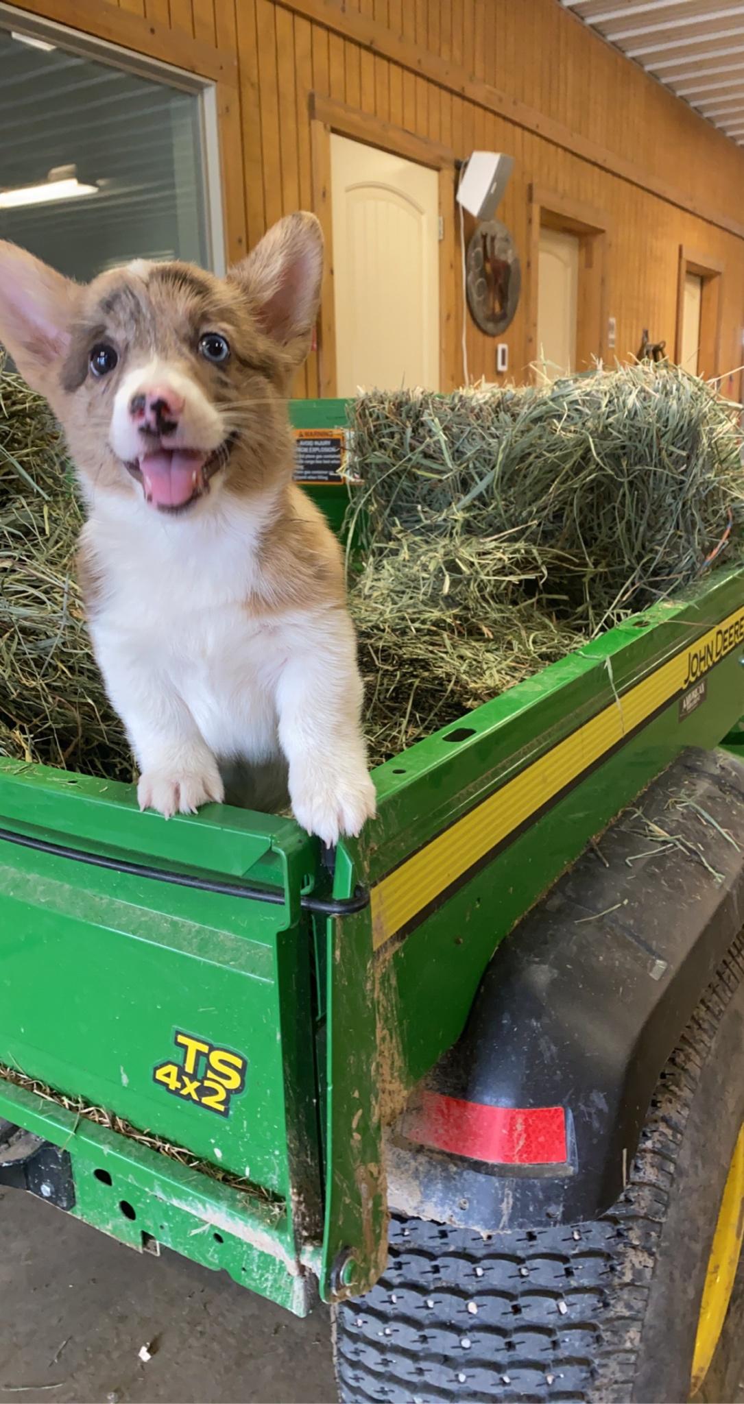 Meet Phoebe, she loves riding in the hay when I go to feed the alpacas