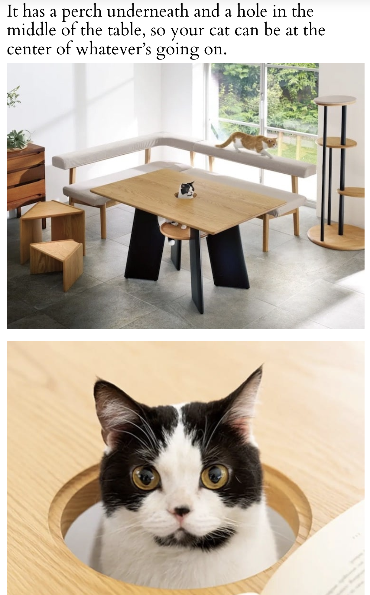 Cat friendly furniture...
