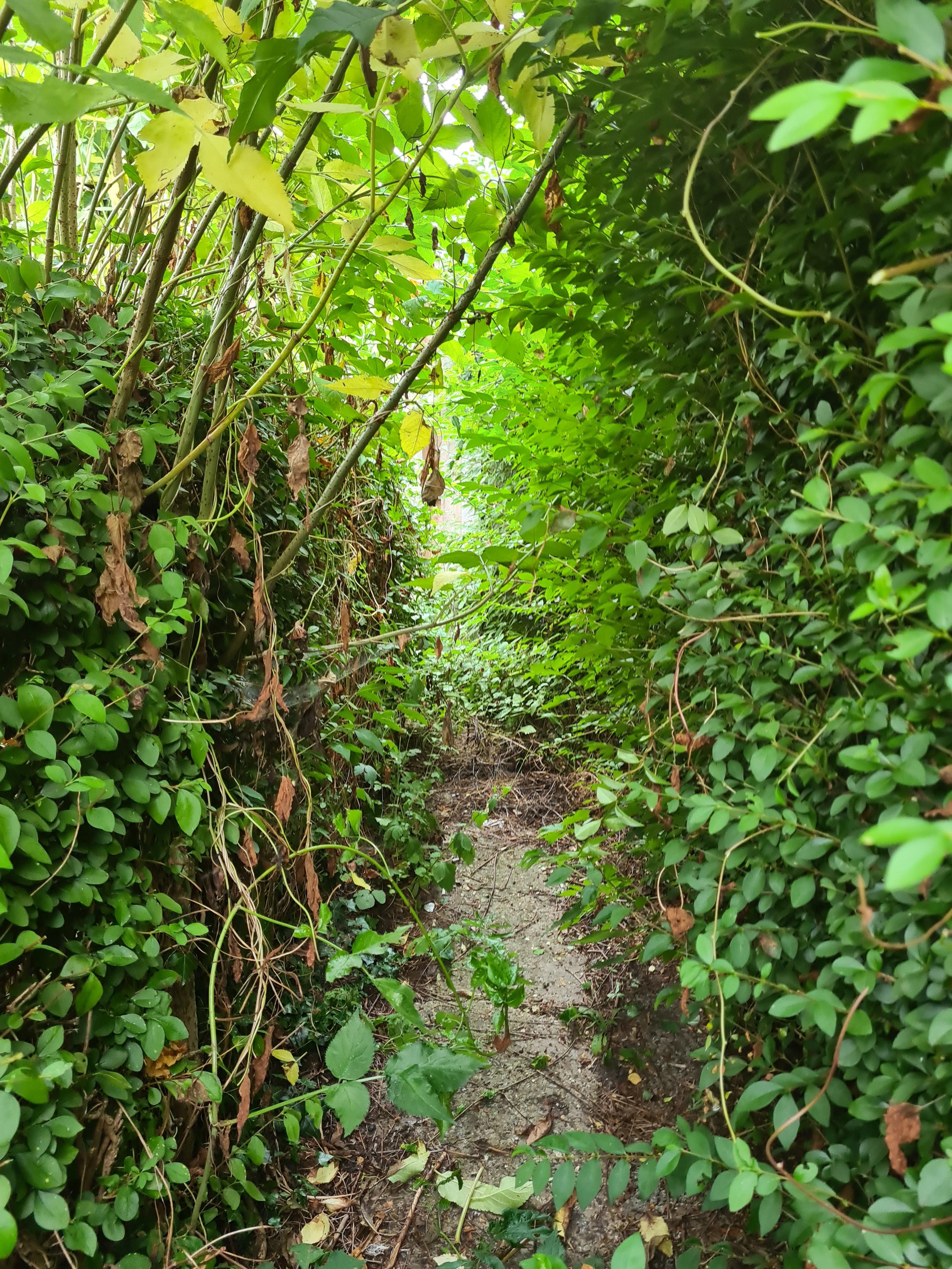 Few days hard work is starting to pay off. My friends garden and passageways were over grown a.f but unable to do the work herself so me & my mum pitched together to try and make the forest into a garden. Still quite a way to go but its becoming accessibl