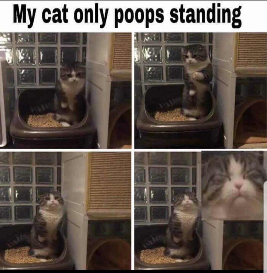 I don't have cats but everyone in this dump does