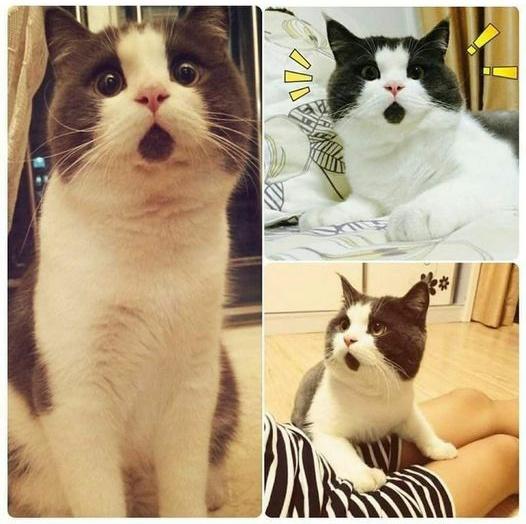 This cat's chin fur makes him look forever surprised.