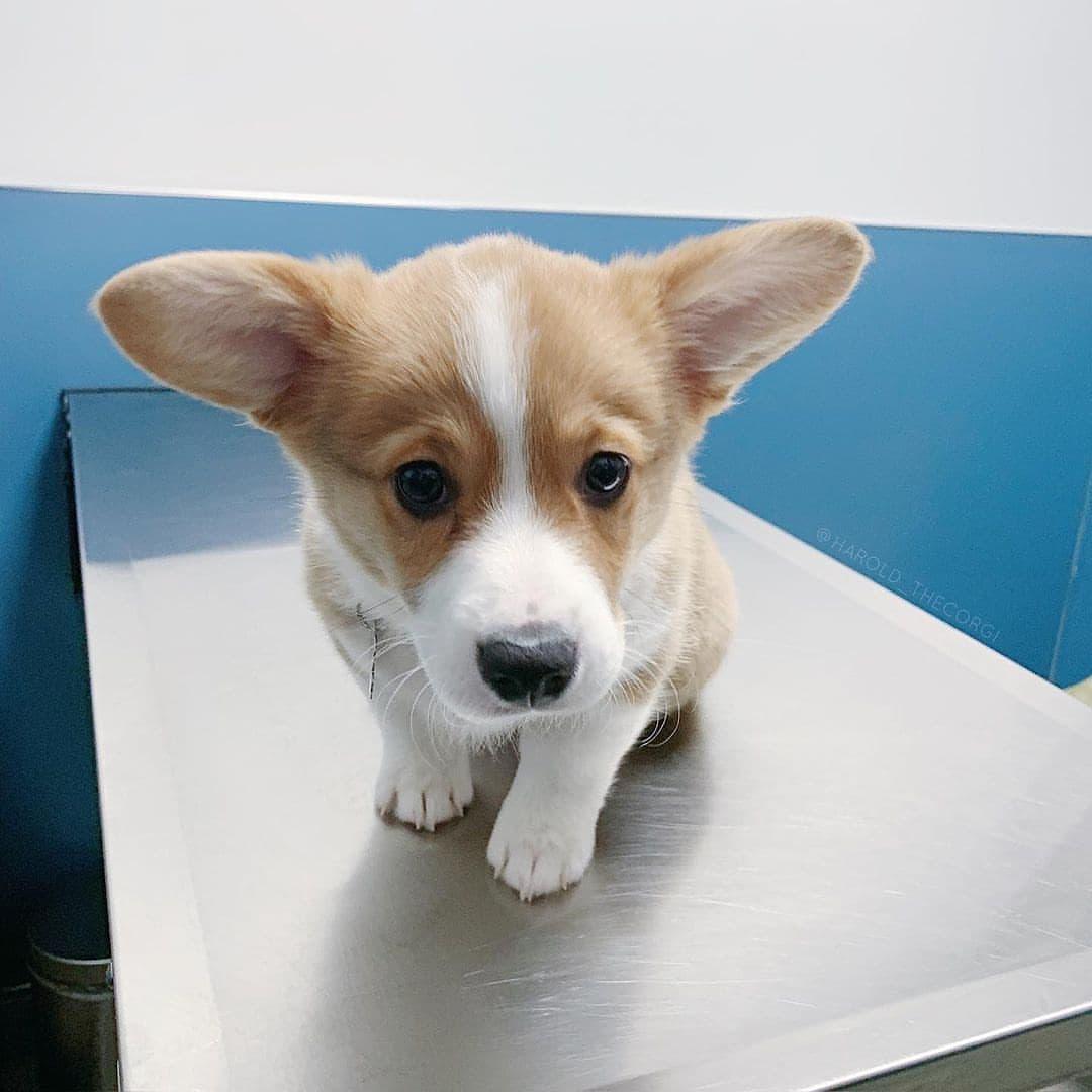 Good boy for international dog day