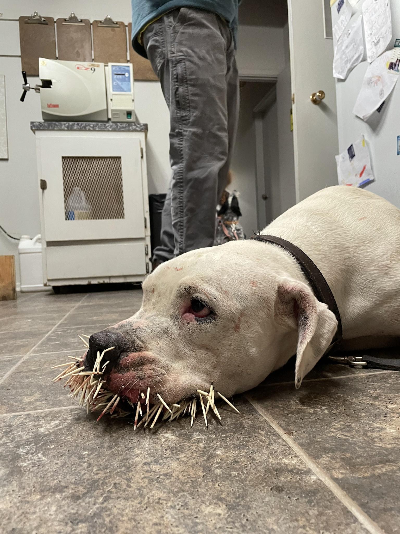 Someone met a porcupine last night