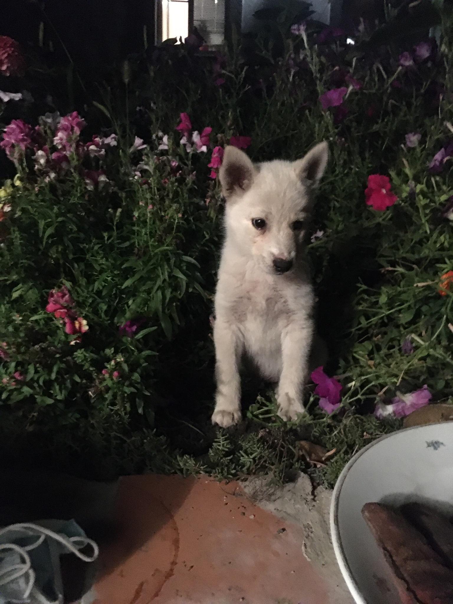 About a week ago my niece fed this poor fella at scrapyard two miles away. Yesterday he found our home by himself