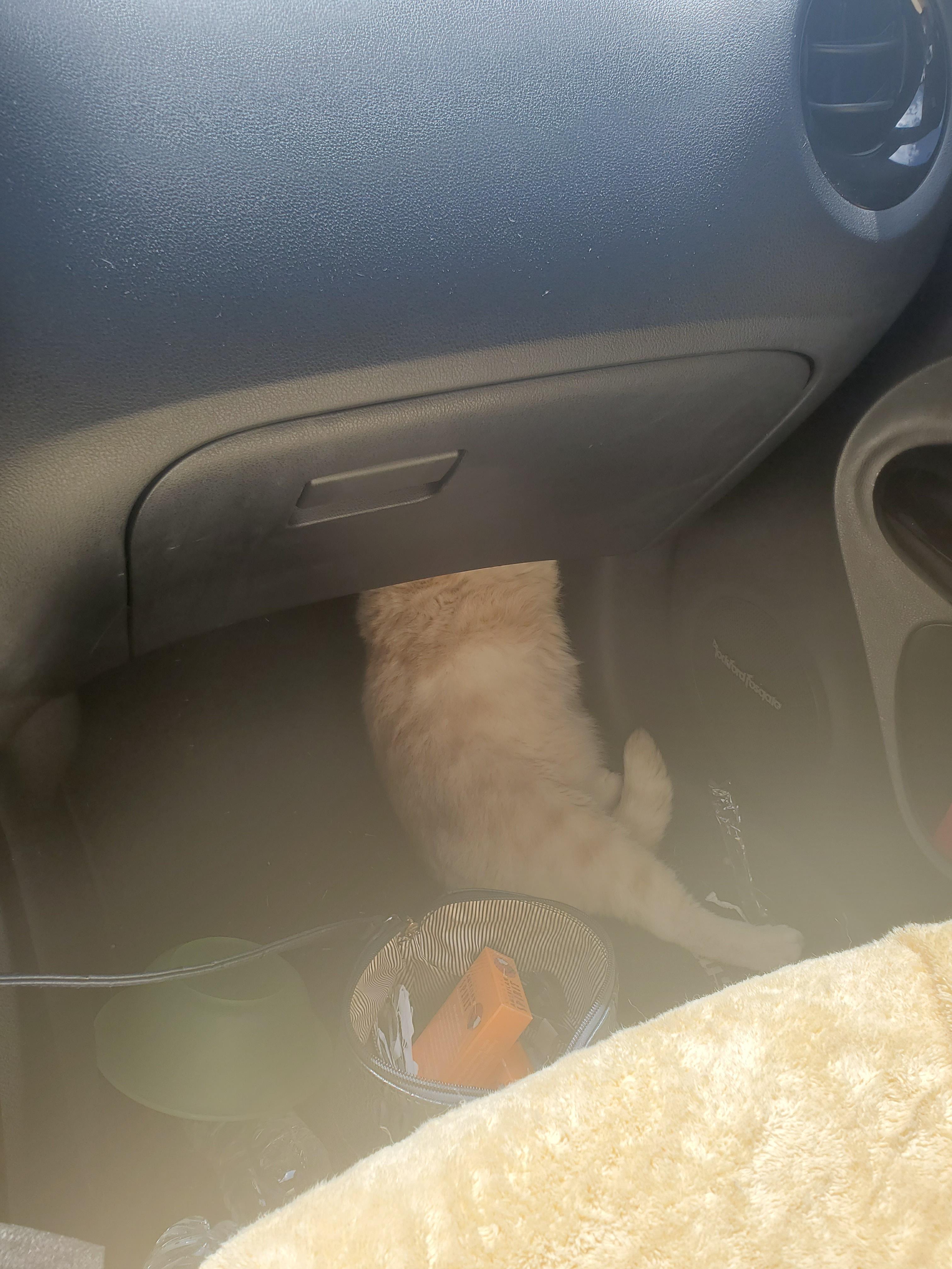 I got the Big Sad this morning after evacuating Ida. I'm grateful my fur baby and I are safe, but gd this anxiety is killing me.