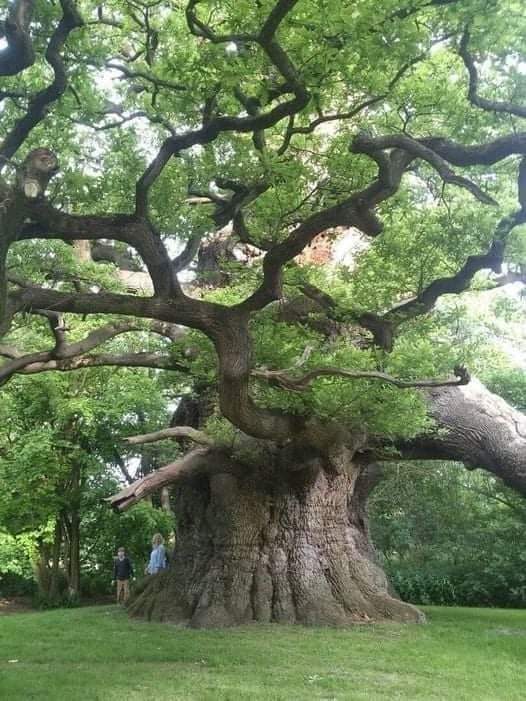 Oak tree about 800 years old, Fredville Park, England