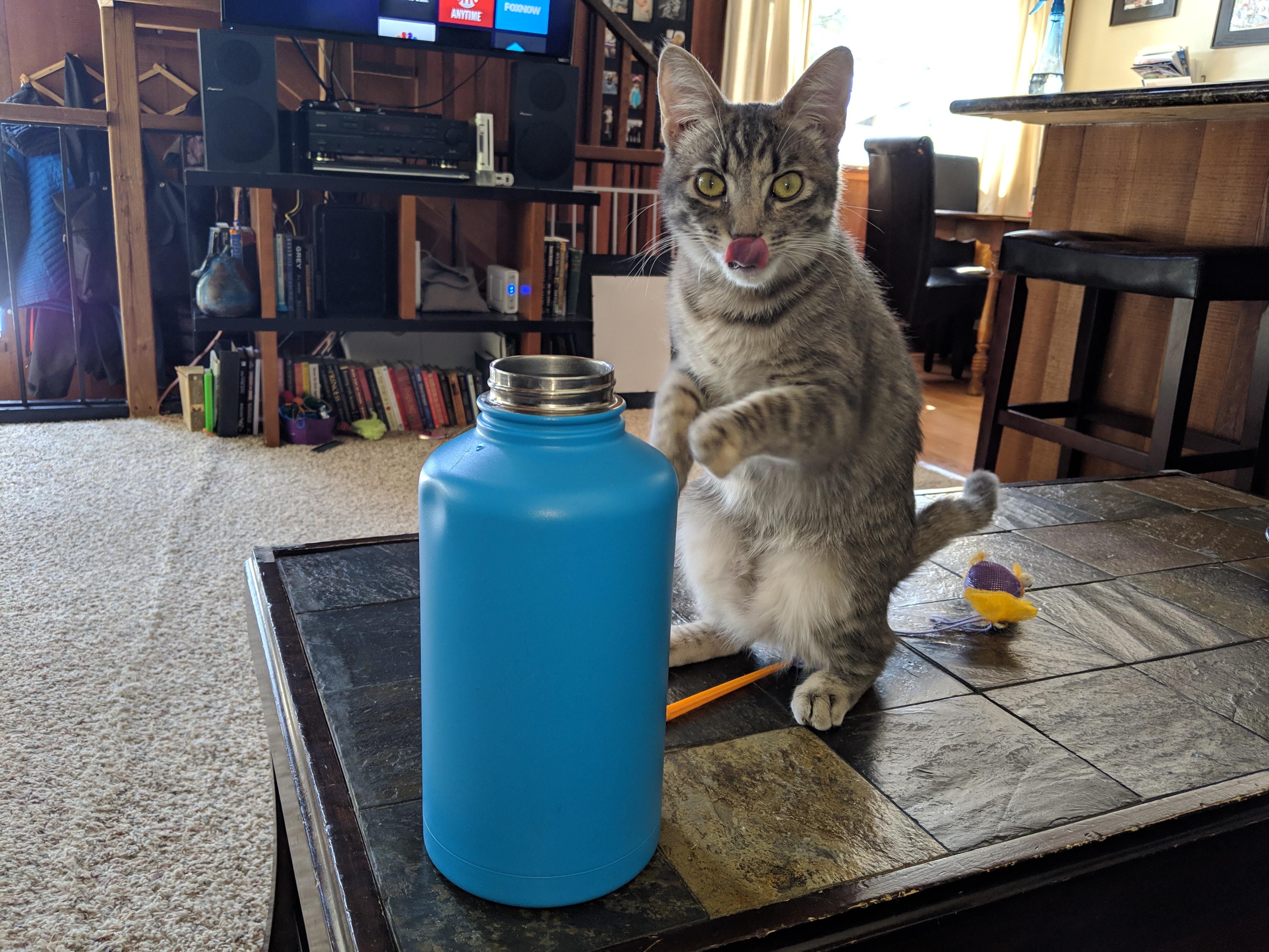 Lucy Cat prefers people water