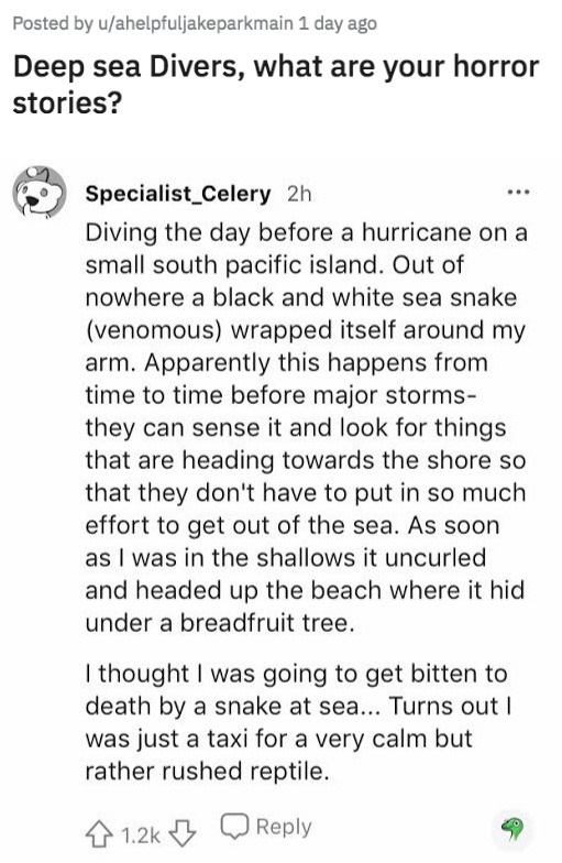 story of a sea snake&nbsp;