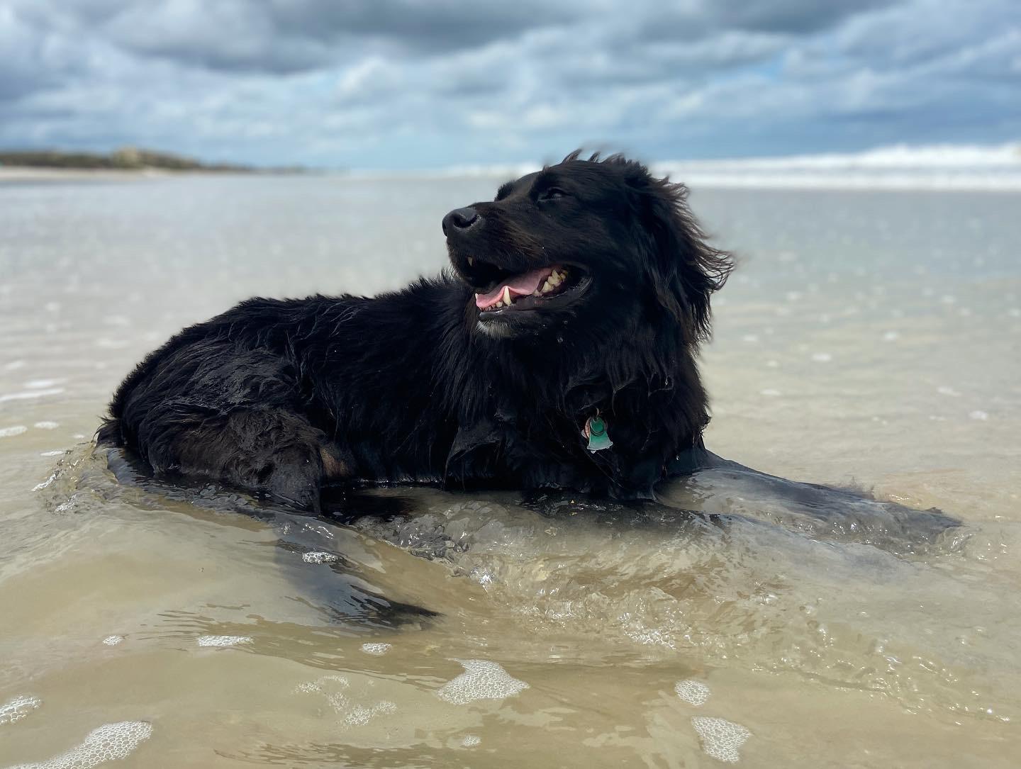 The Happiest Dog in the World