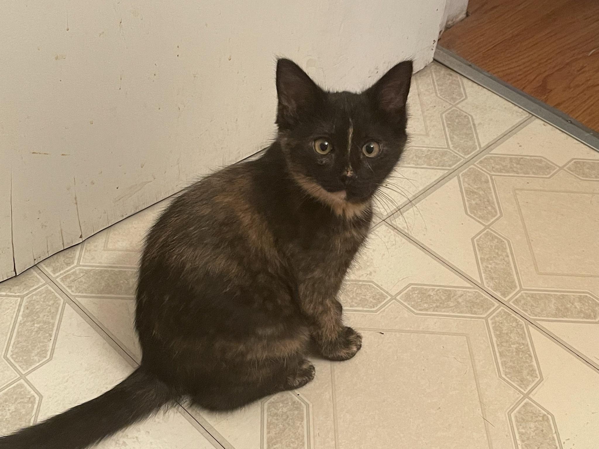 Adopted this lil cutie. Her name is bubbles.