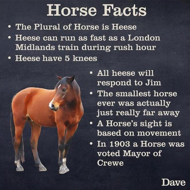 Did you know? Amazing facts about Horse Facts that you didn't know were facts but certainly are definitely facts