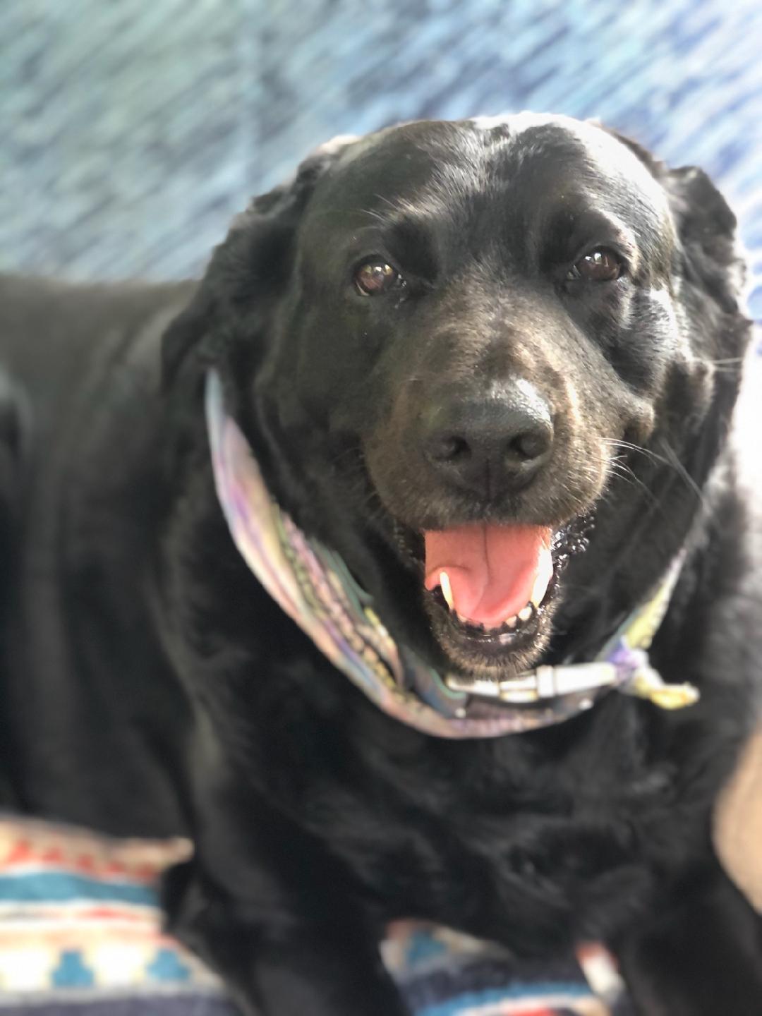 Saying goodbye to my good girl