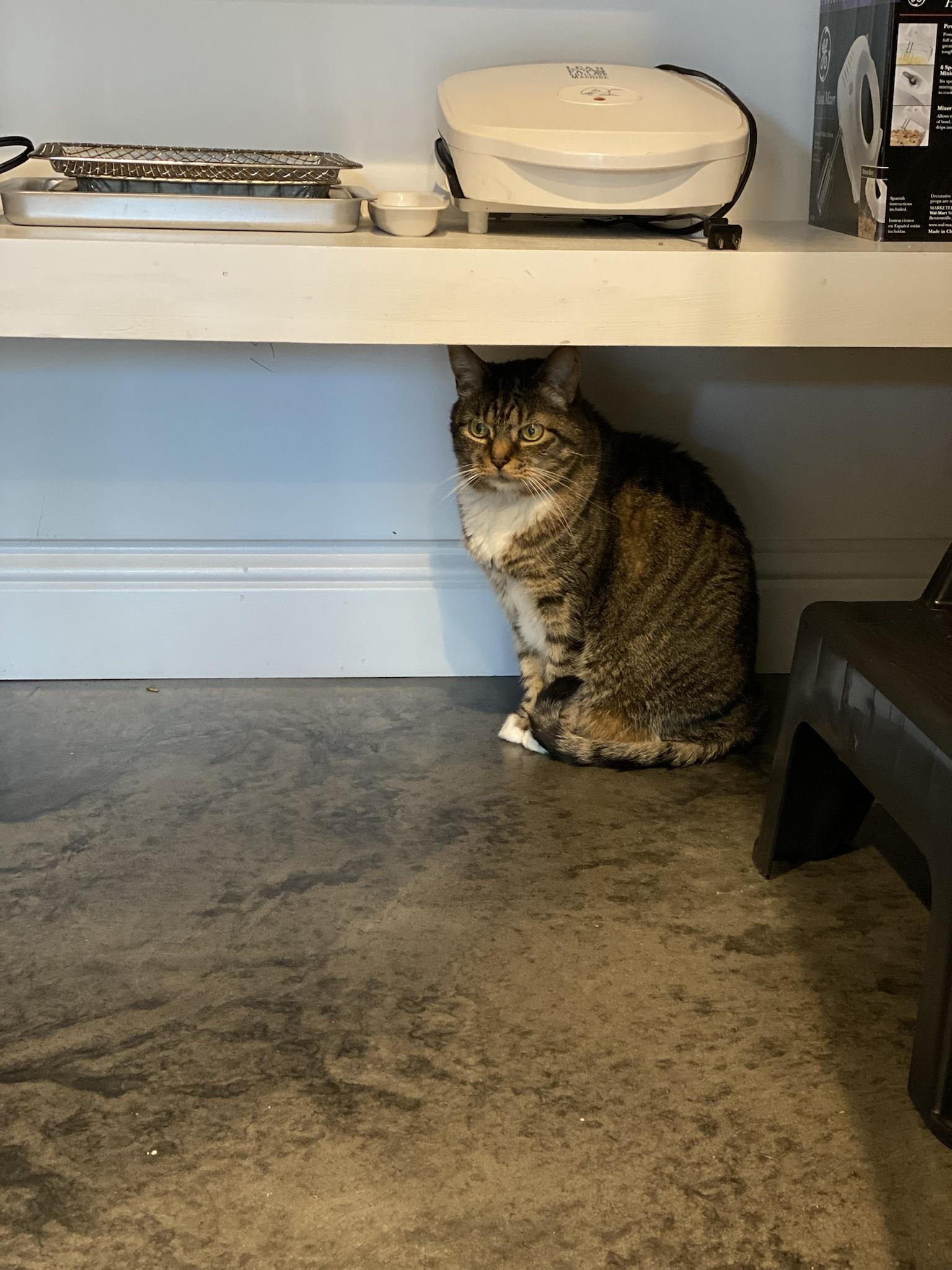 Posting my cat every day for a year