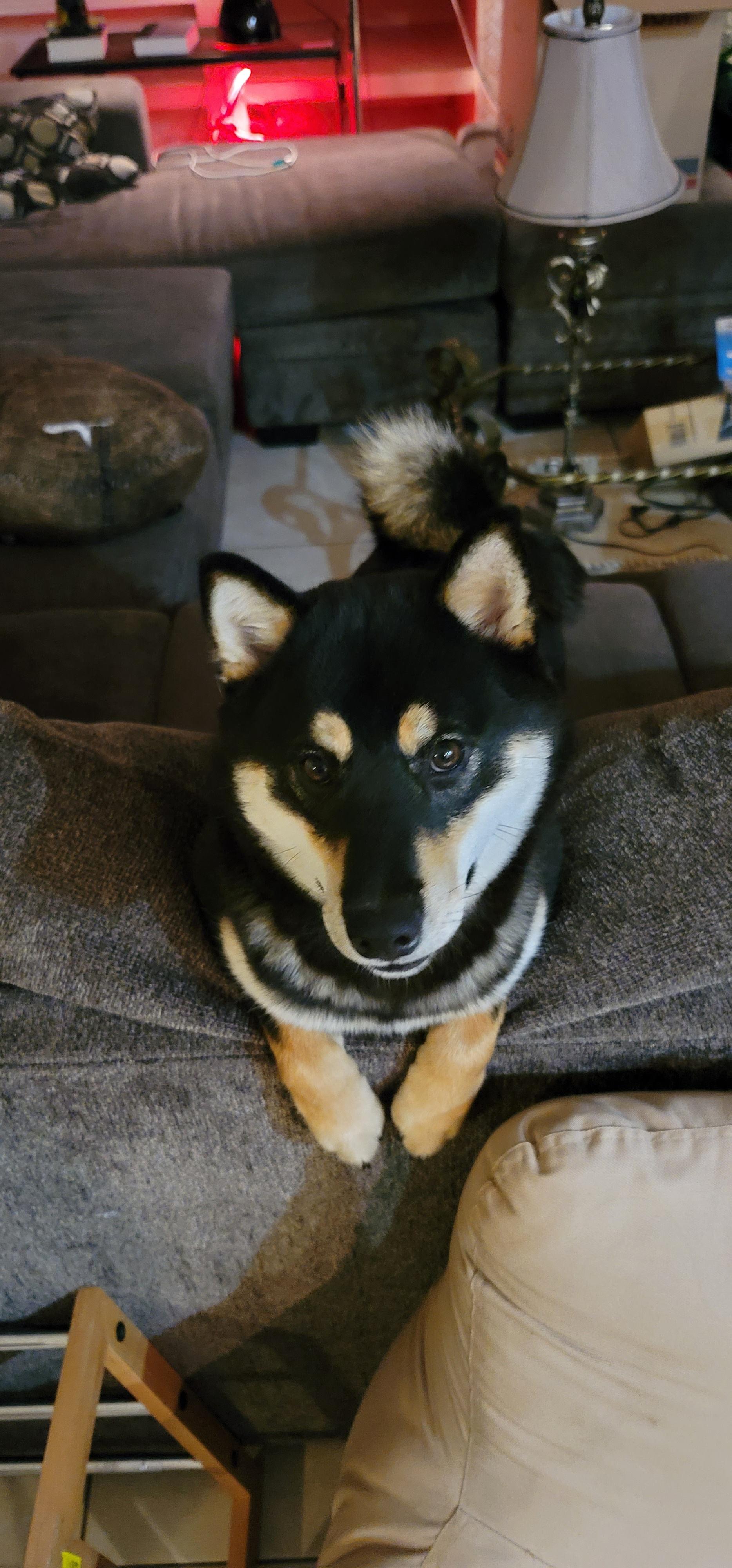 Just sharing my doge with yall.