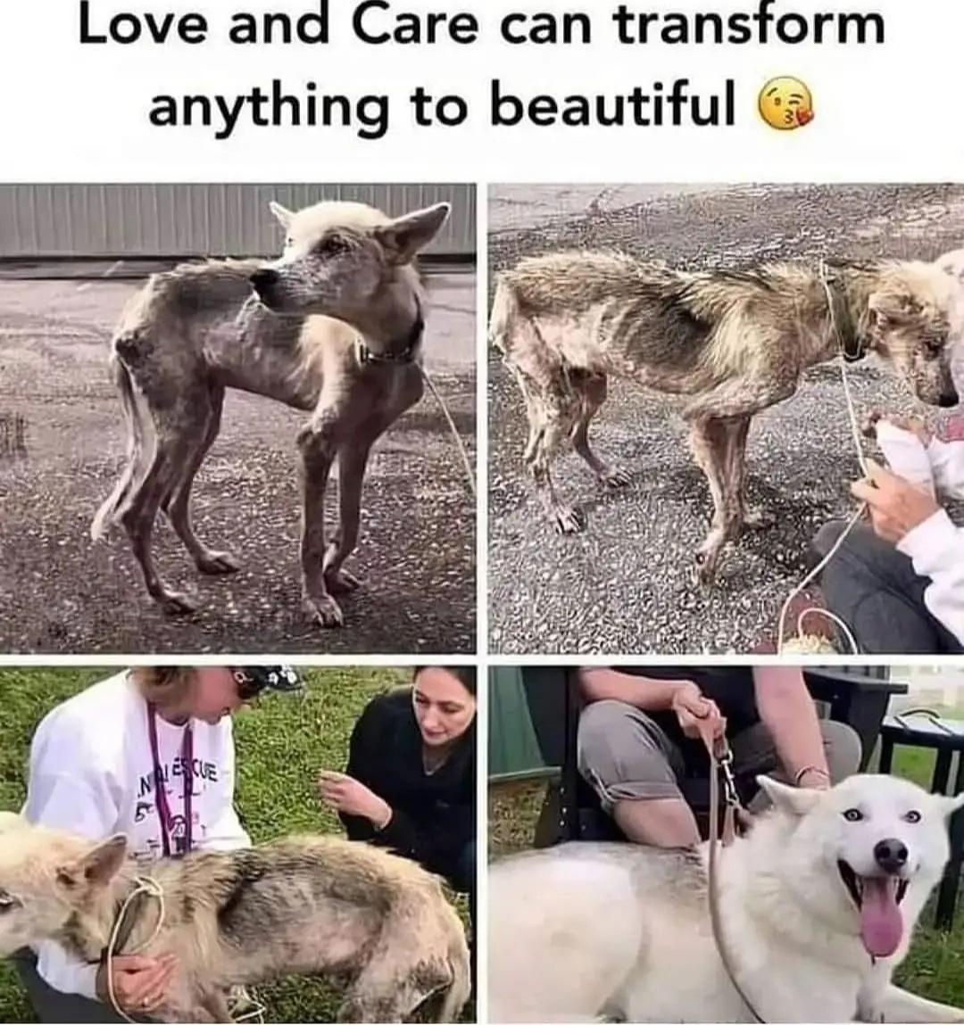 Love and care can transform anything to beautiful  , dog good life with human