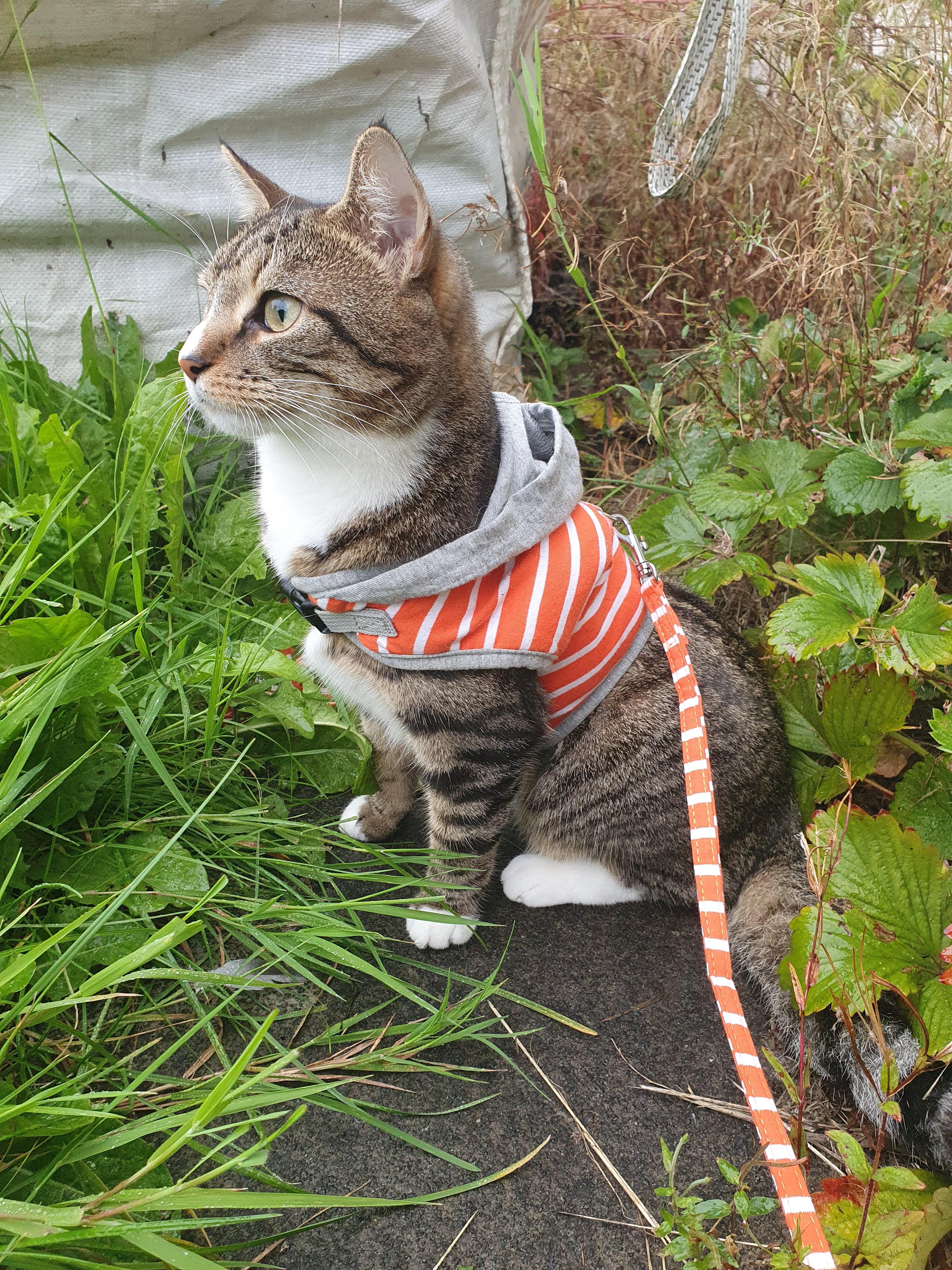 I made my cat wear a hoodie and she low key hates me for it.