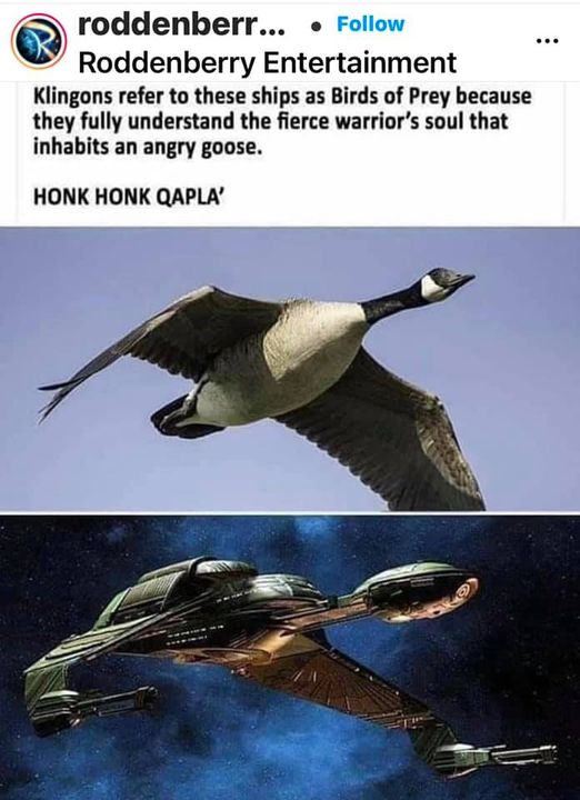 Cobra chickens are life...&nbsp;