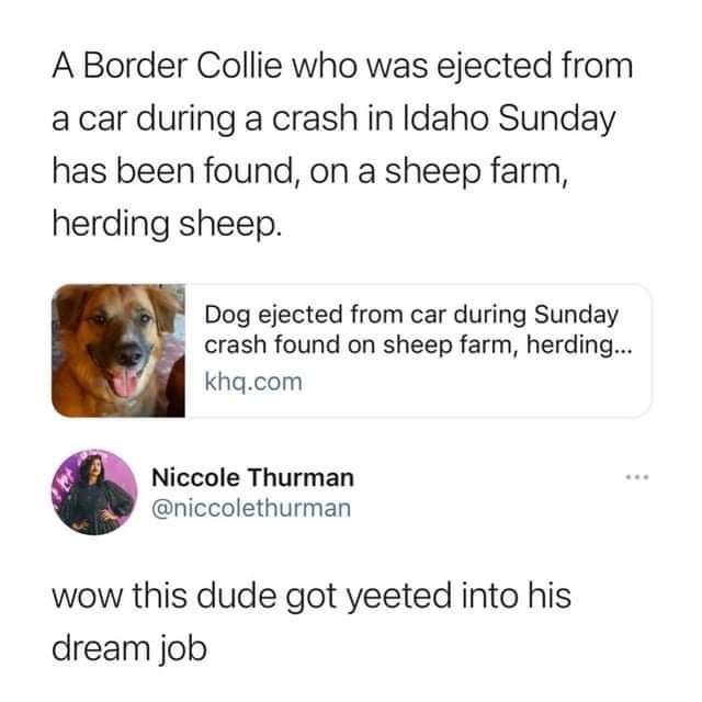 Yeeted to a good job