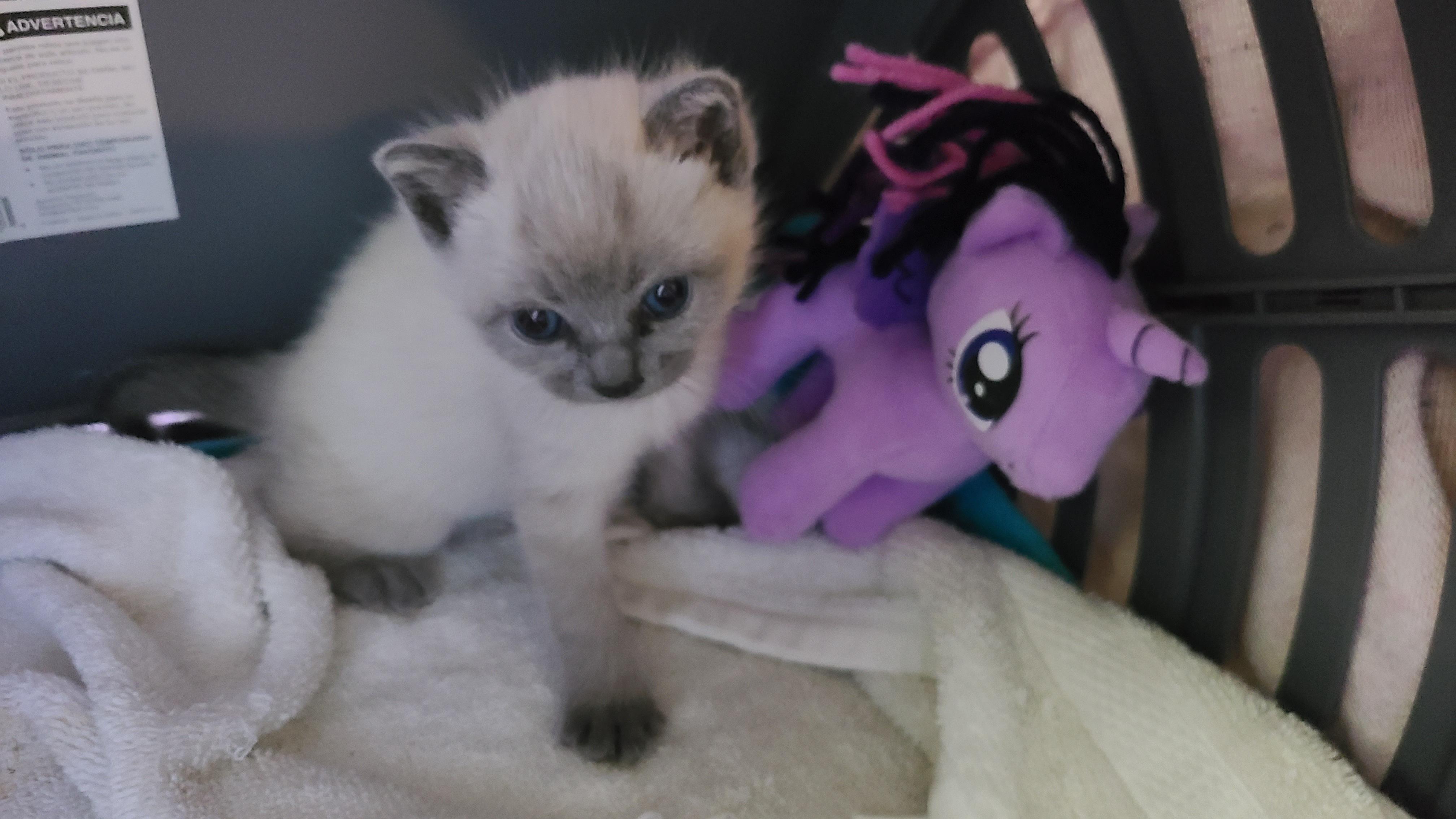 Update: Squeaker has been turned over to the foster family.