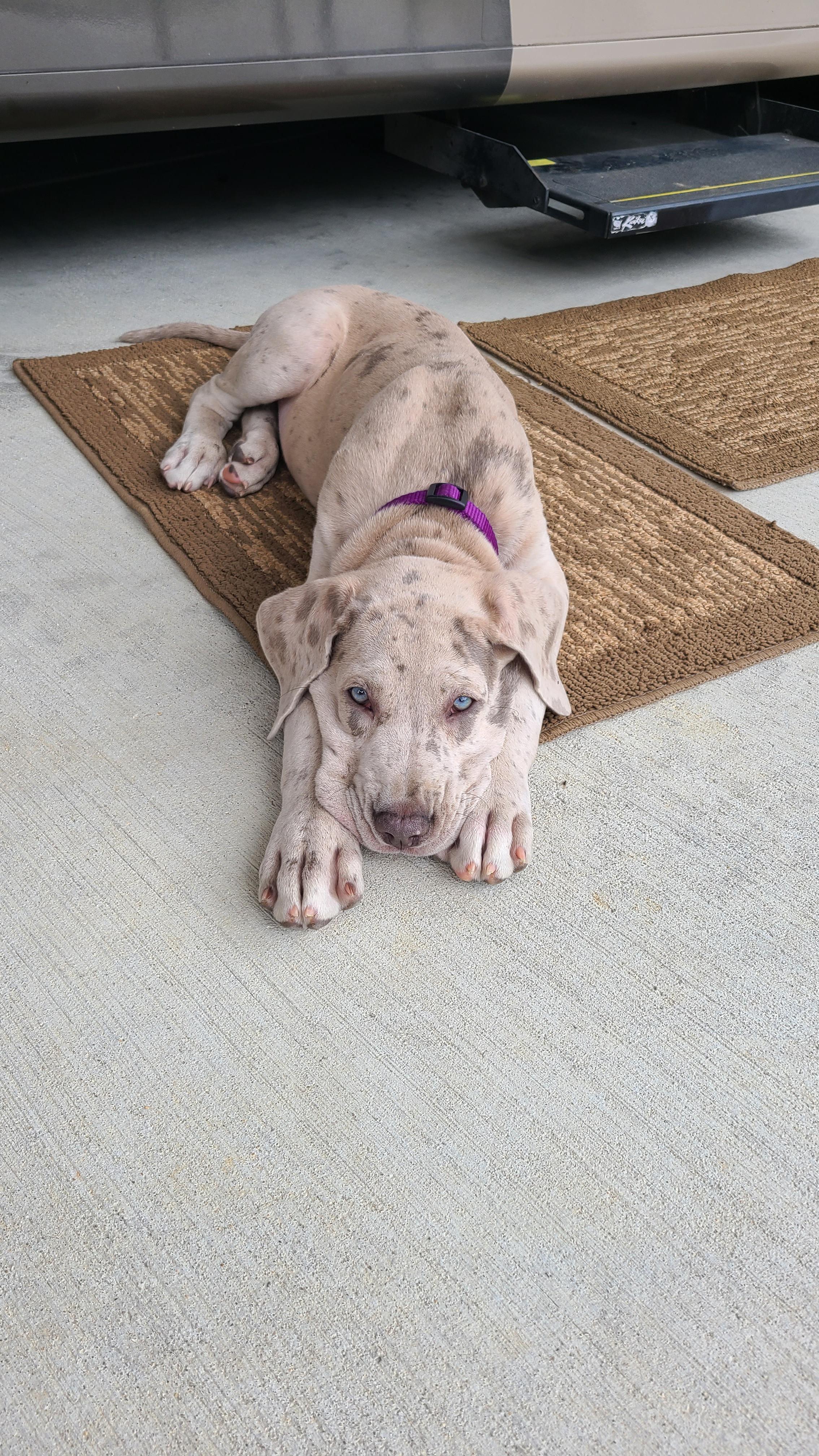 My sweetest goodest girl