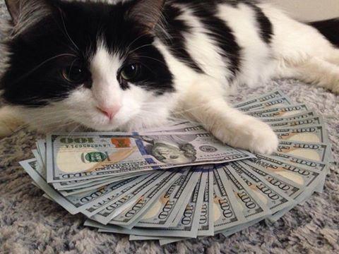 Money cat