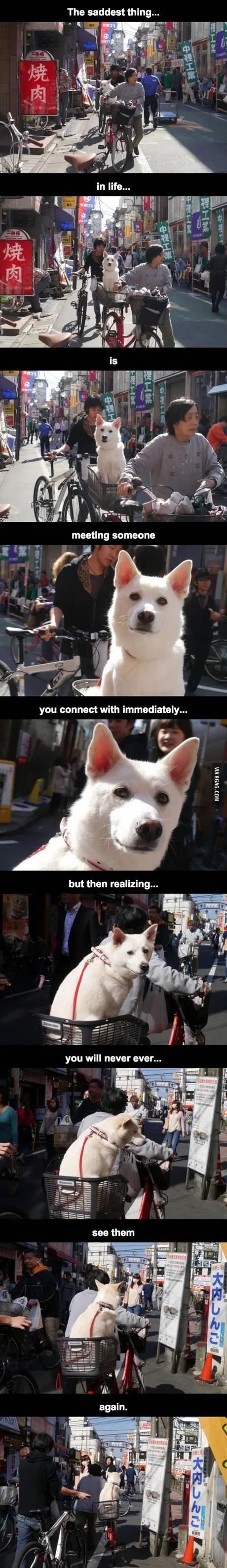 The saddest thing dog