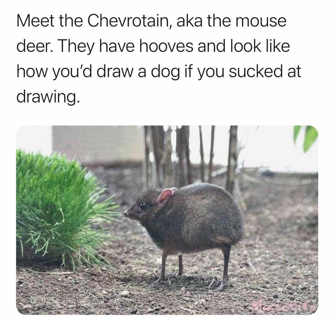 Mini dump. Animal themed. Pt 2.