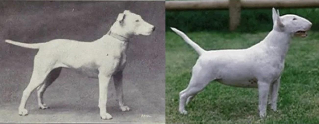 A hundred years of &ldquo;breeding improvement&rdquo; - this is just wrong IMHO