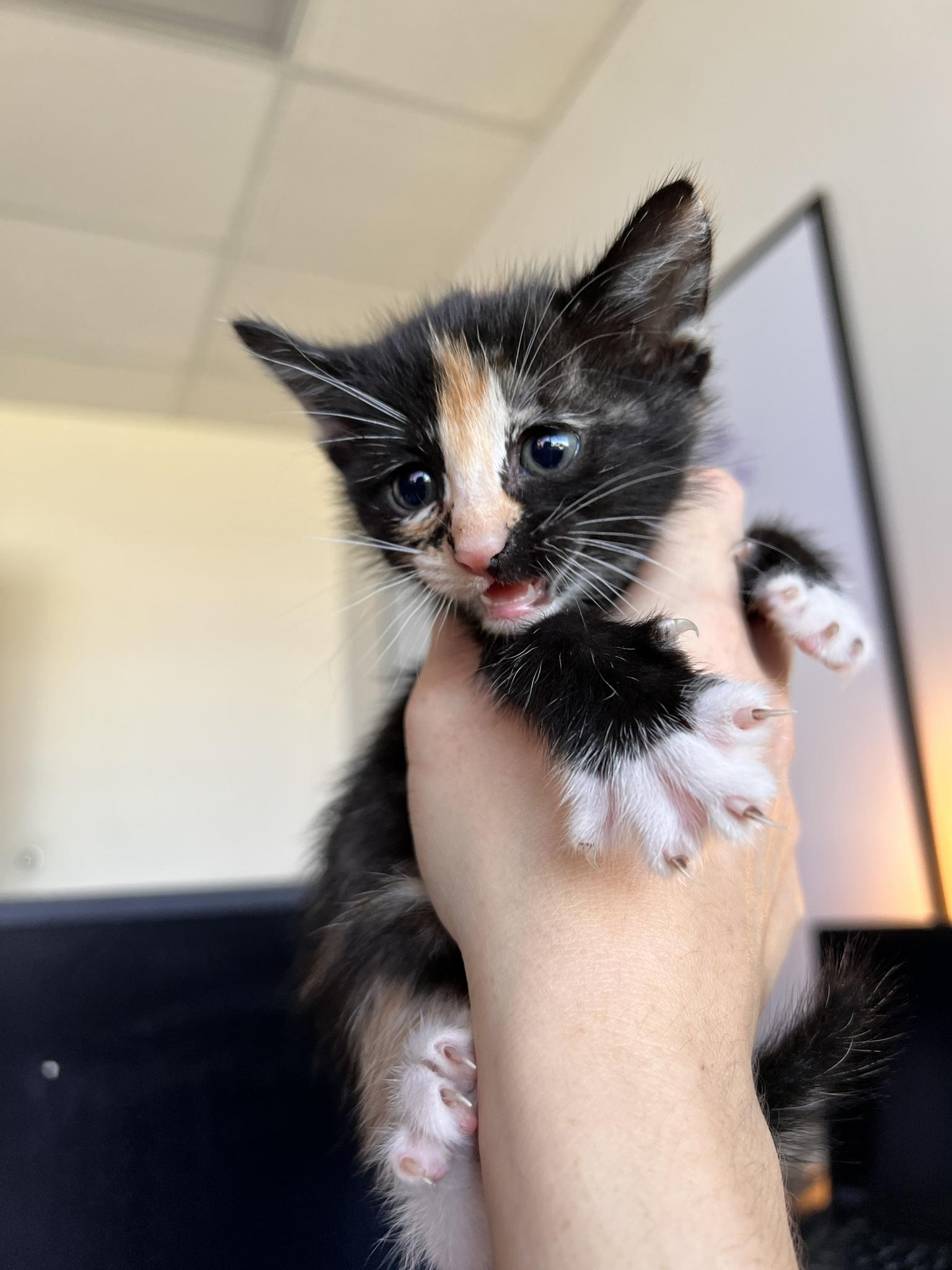 Sneaky peak at new kittens! This is Chainsaw.