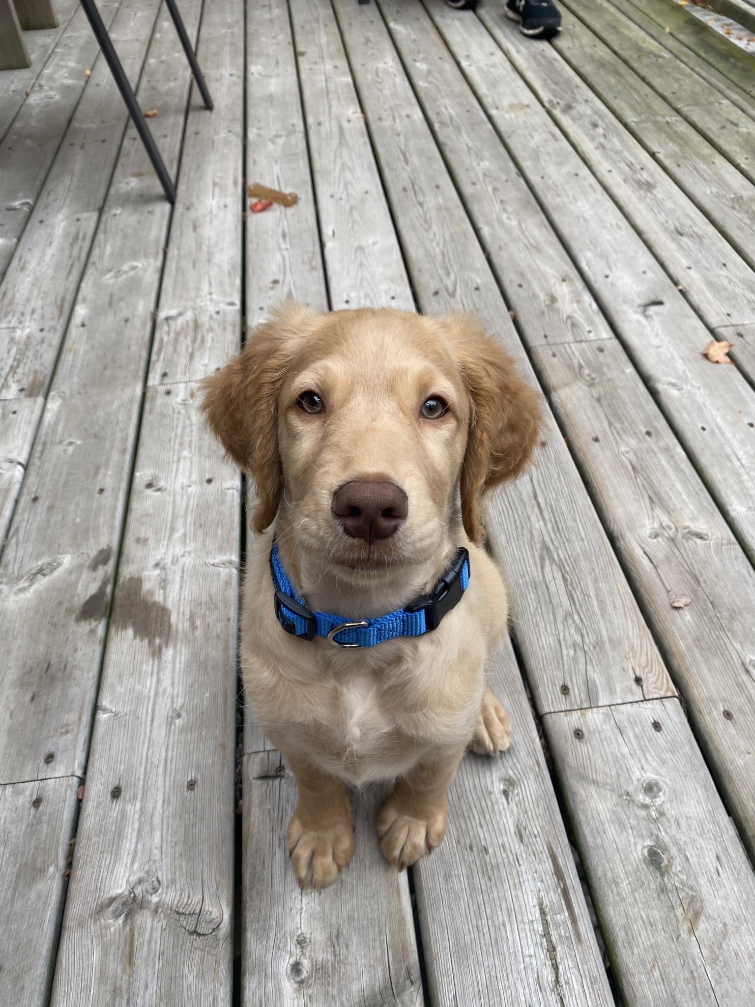 Yukon the Goldendoodle