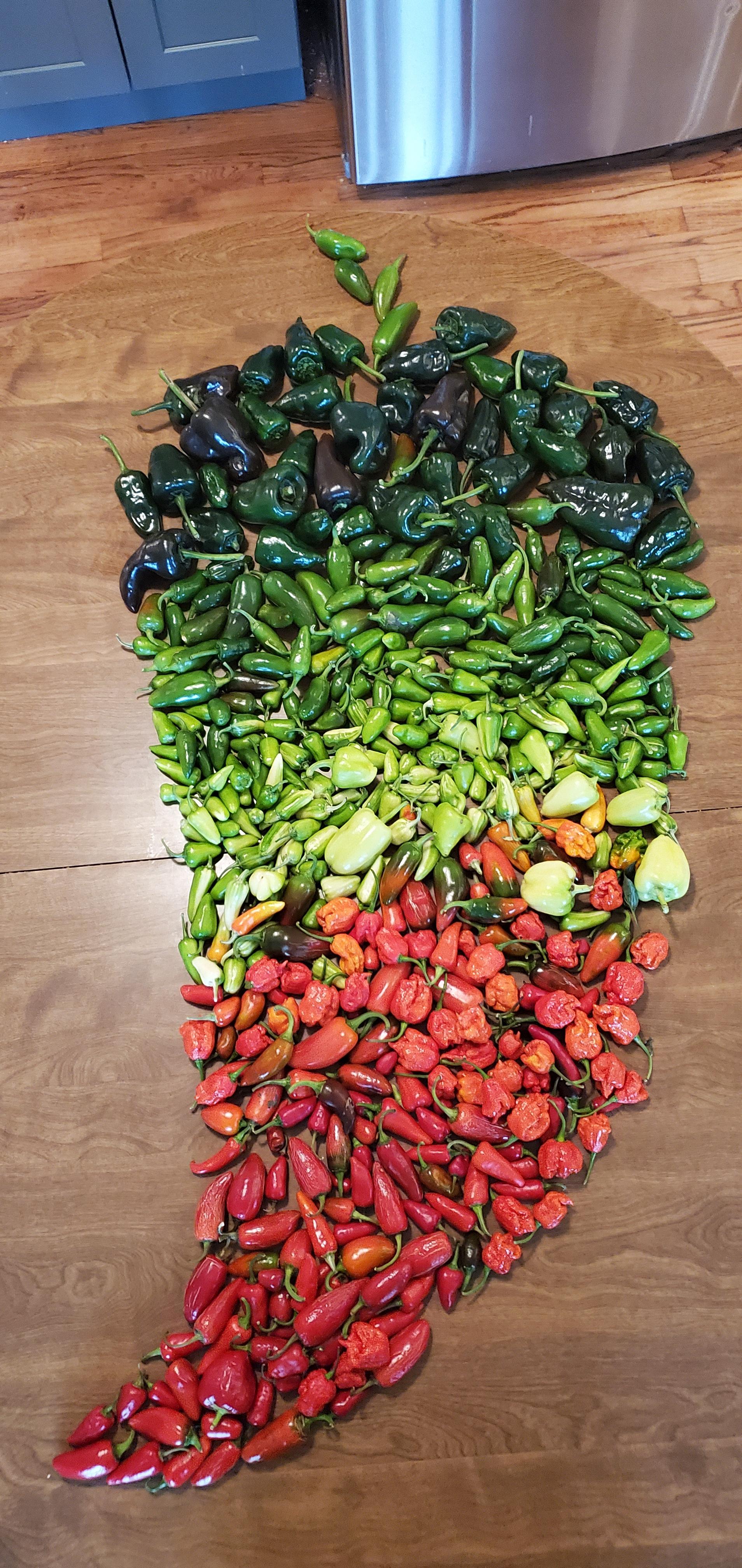 Final Pepper Harvest for 2021