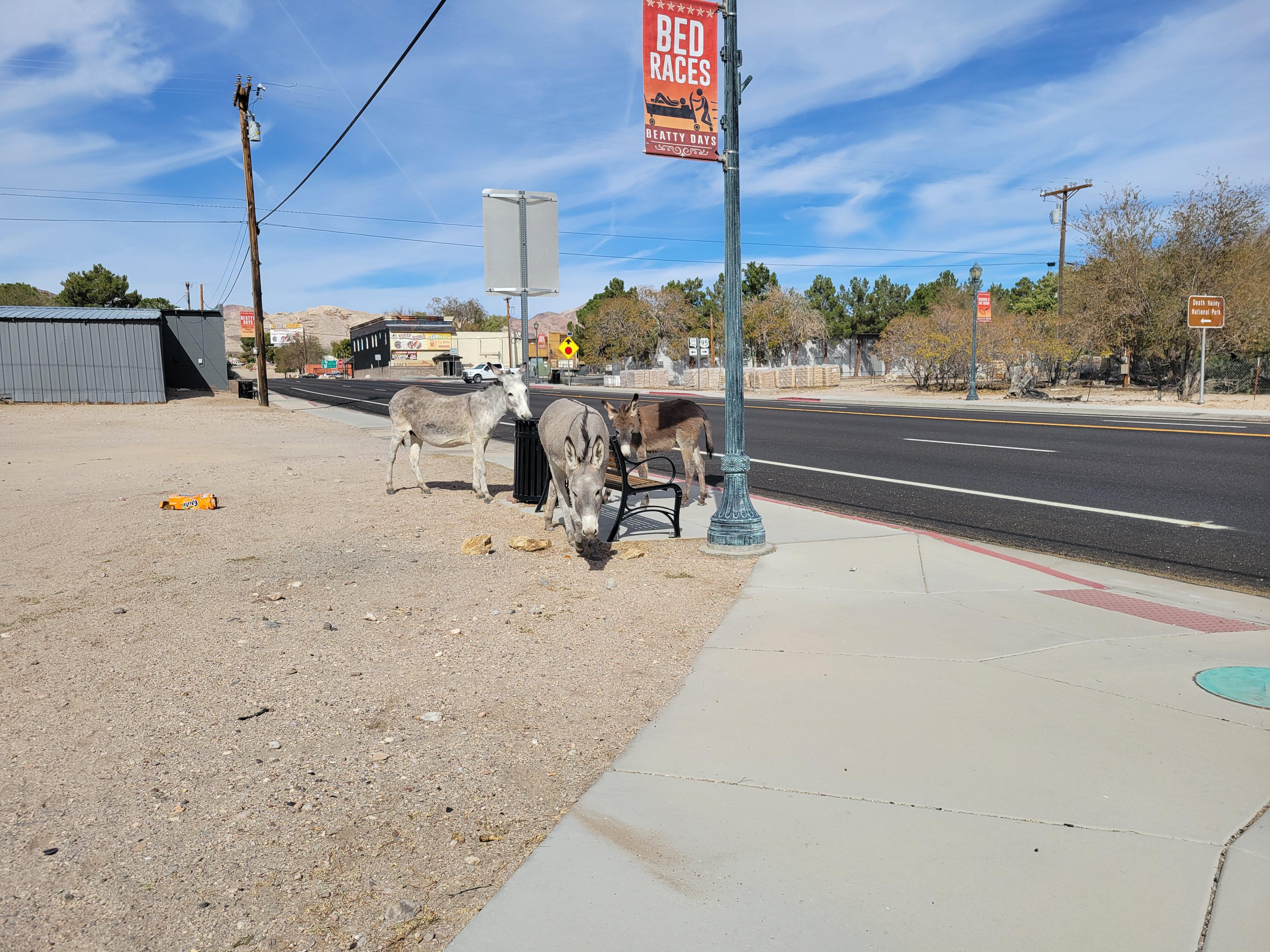 I found donkeys. They decided I was OK. We hung out. Somewhere in a tiny town in Nevada. Best day ever.