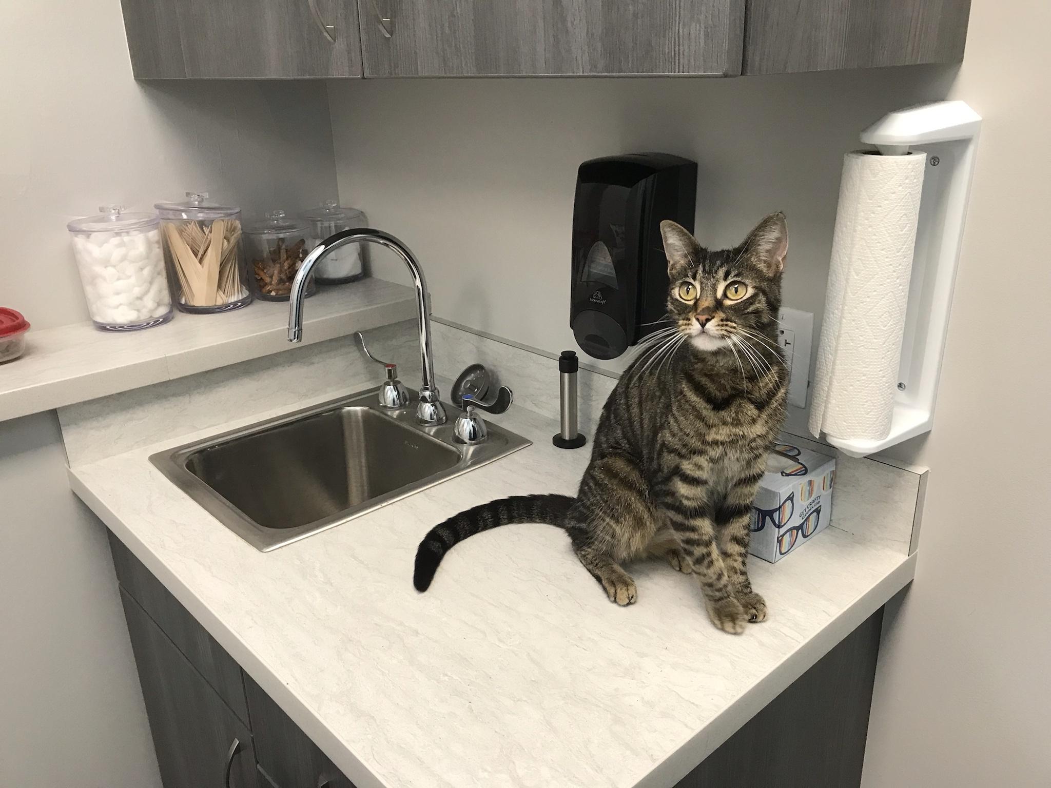 George has officially adopted me!