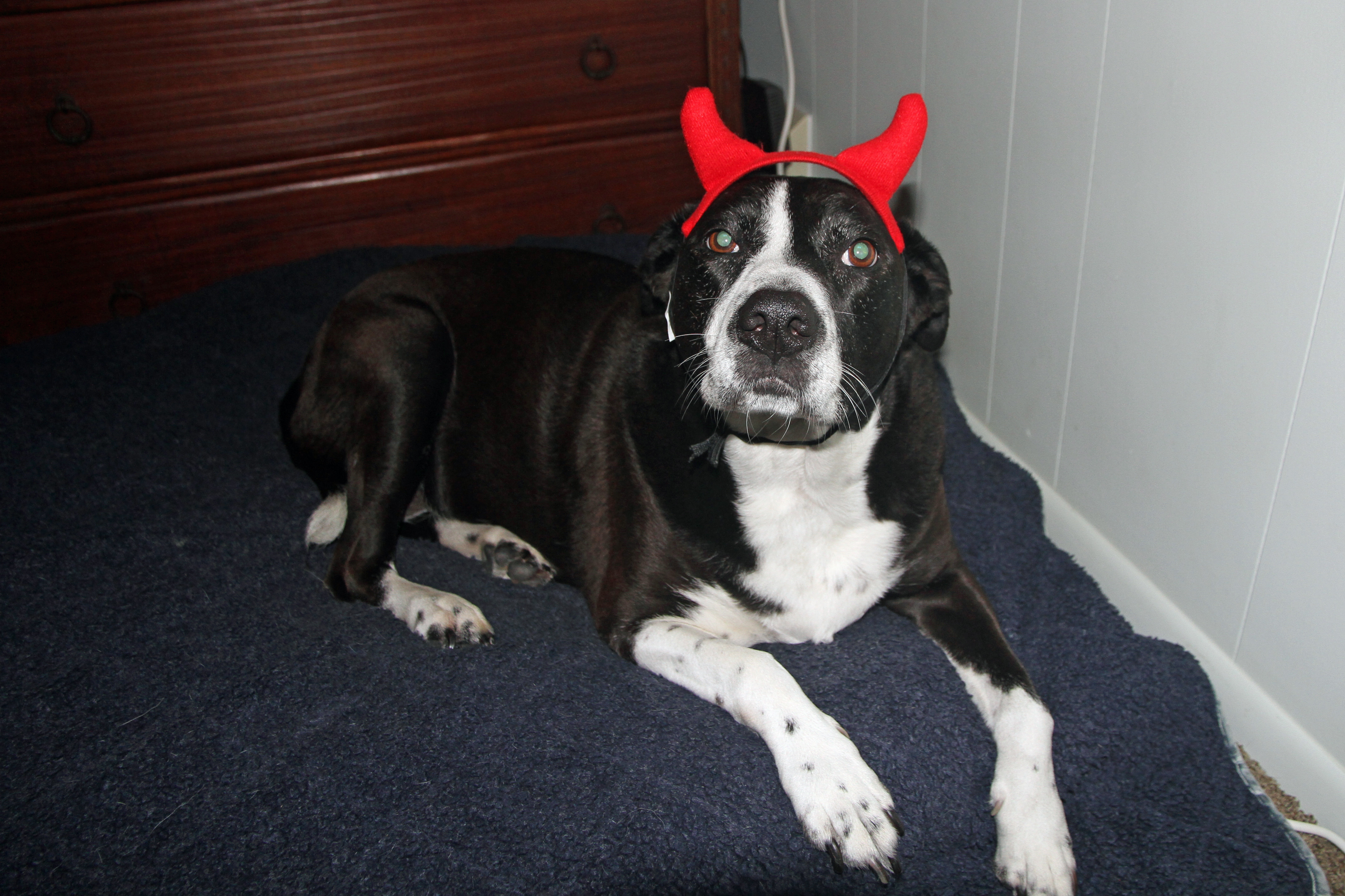 Lily passed away a month ago, this is the first Halloween in 16 years she won't be at my side handing out candy to little kids.