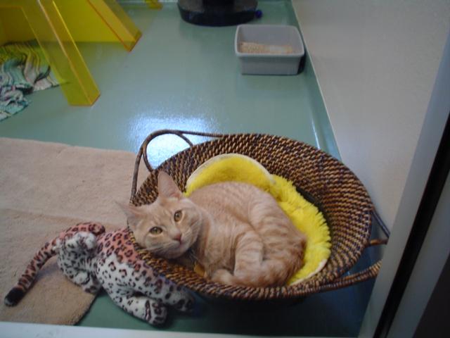 Lost a family member of almost 20 years.